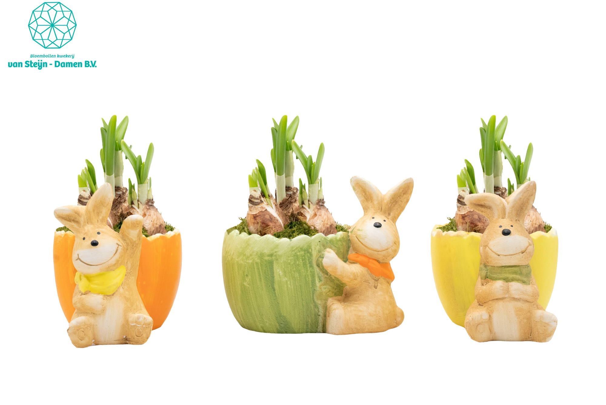 Narcissus 'Ceramic Bunny' (Without Moss), D 15