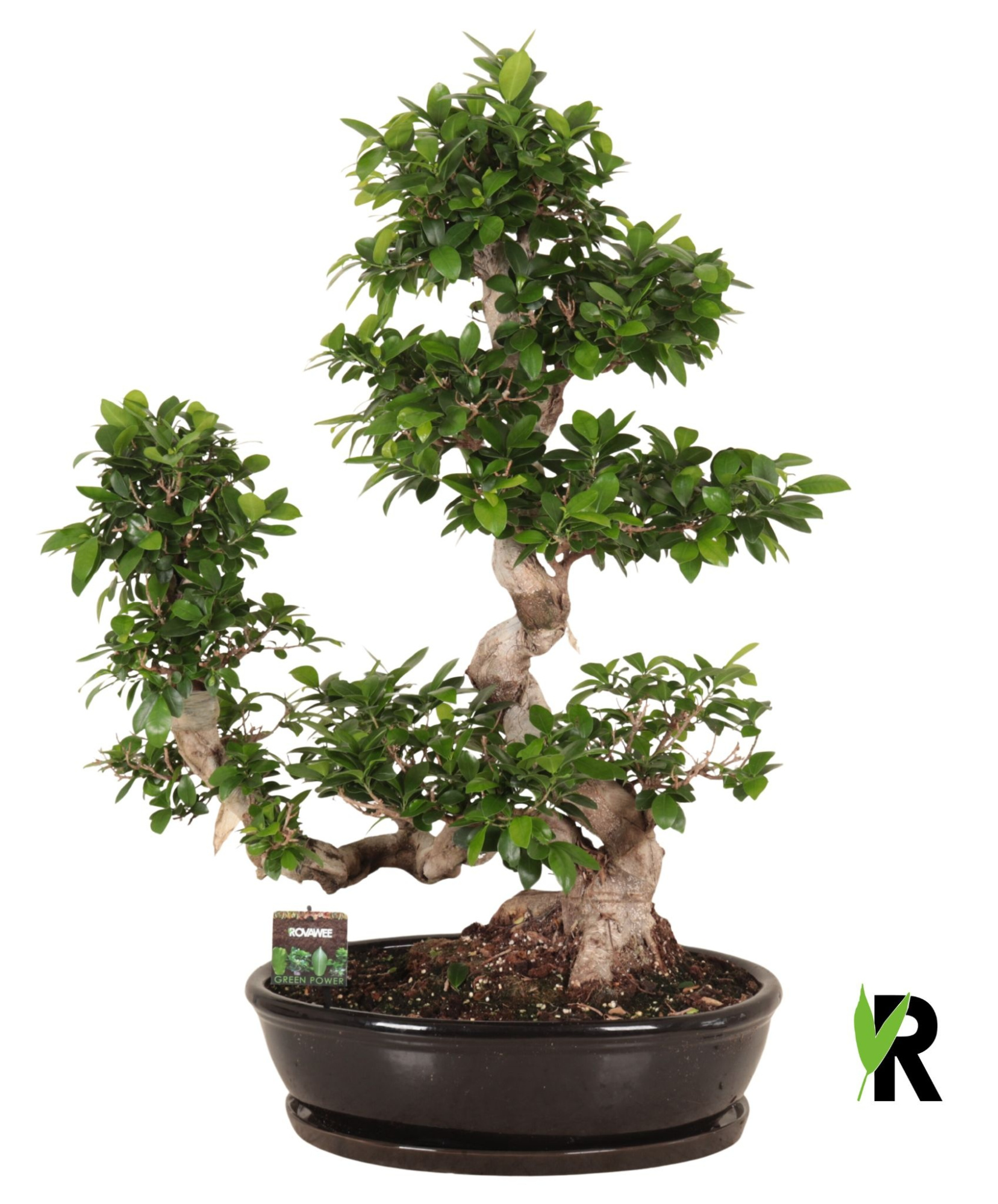 Ficus micr. Waterval in keramiek ovaal schaal met schotel zwart, D 50 cm