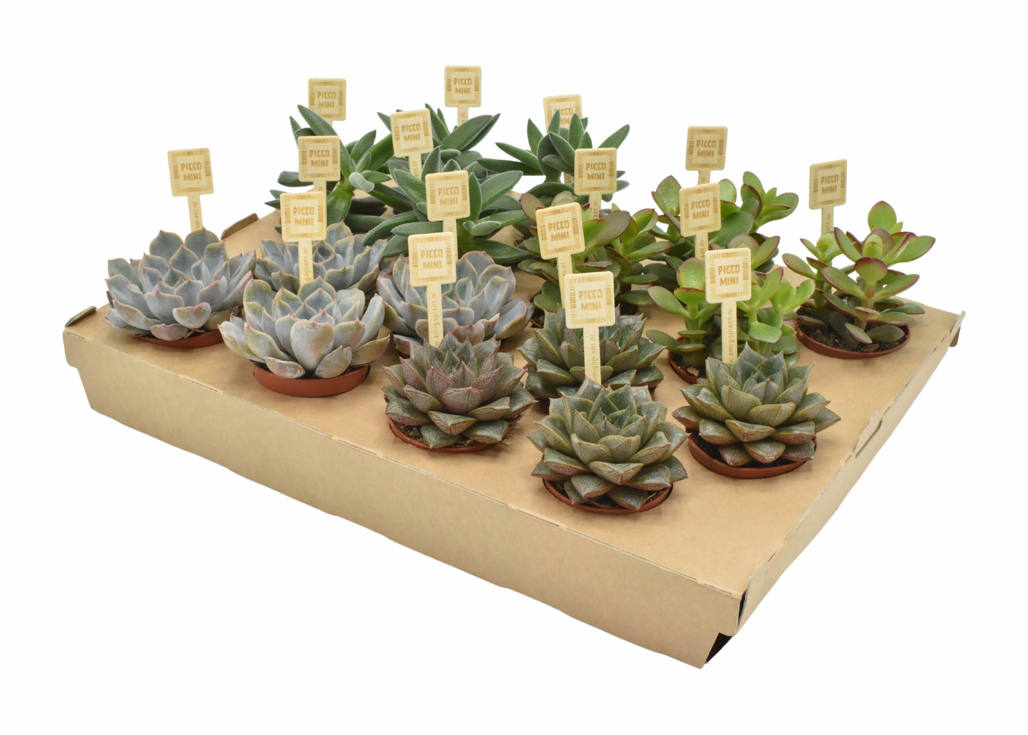 Succulent PICCOMINI® mix, D 6