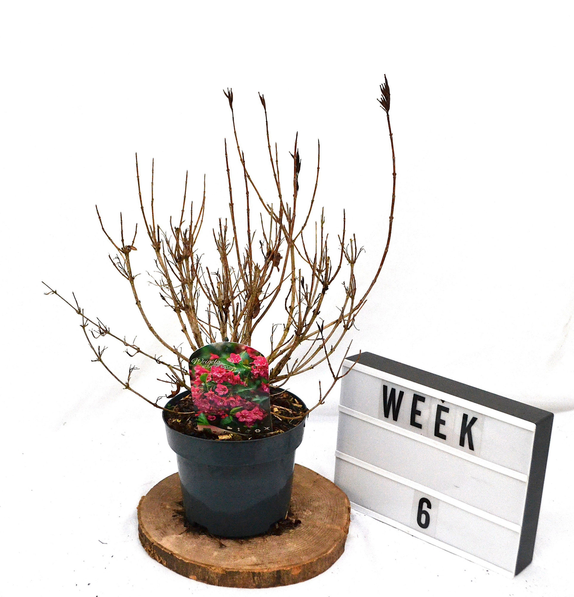 Weigela Big Love C3, D 19