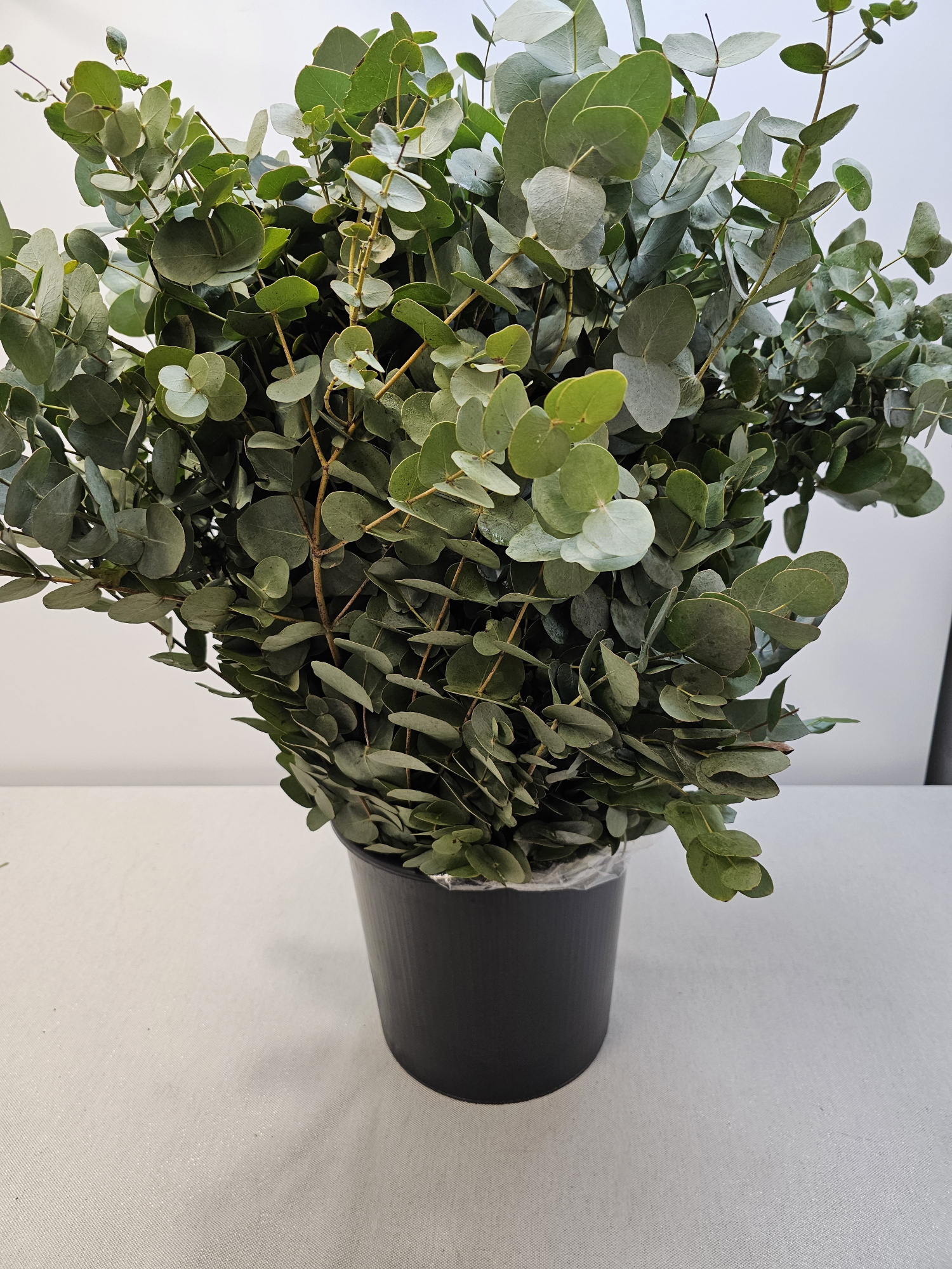 Эвкалипт Цинерея за пучок 70 (зел.), пуч.