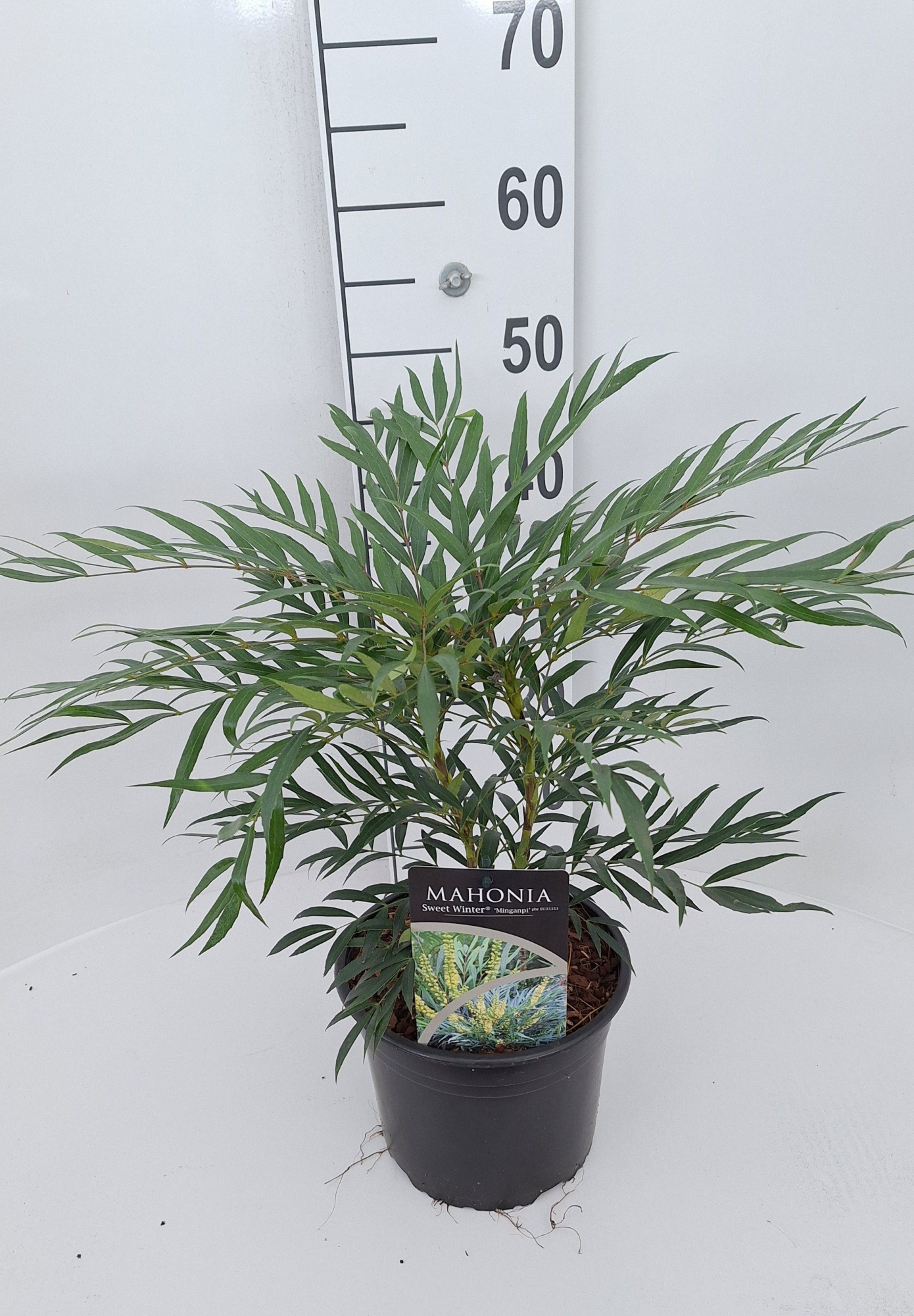 Mahonia Sweet Winter, D 21 cm