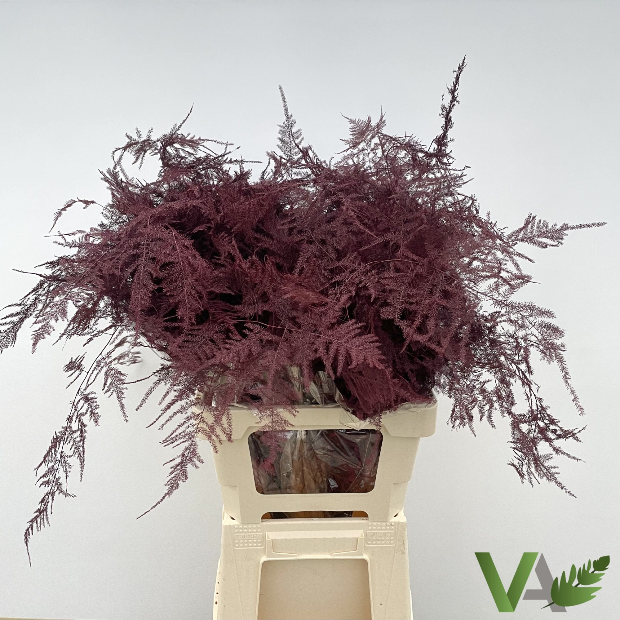 Аспарагус Овериг Крашеный (краш. ) 65, шт.