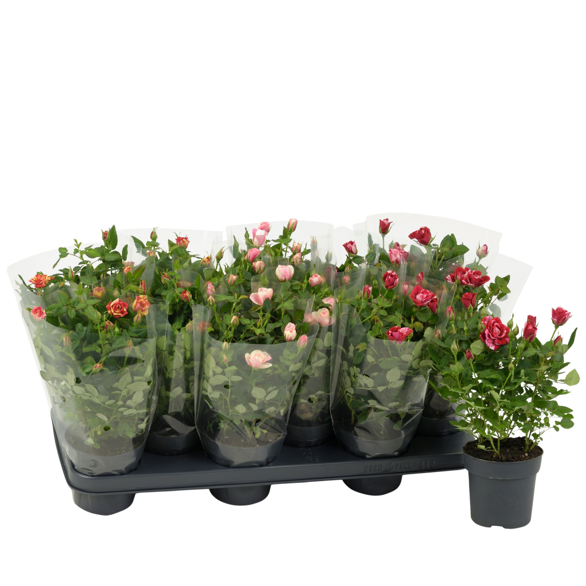 Nolina Special Roses Ø 10,5 cm. Mix in Blanco sleeve, D 10,5