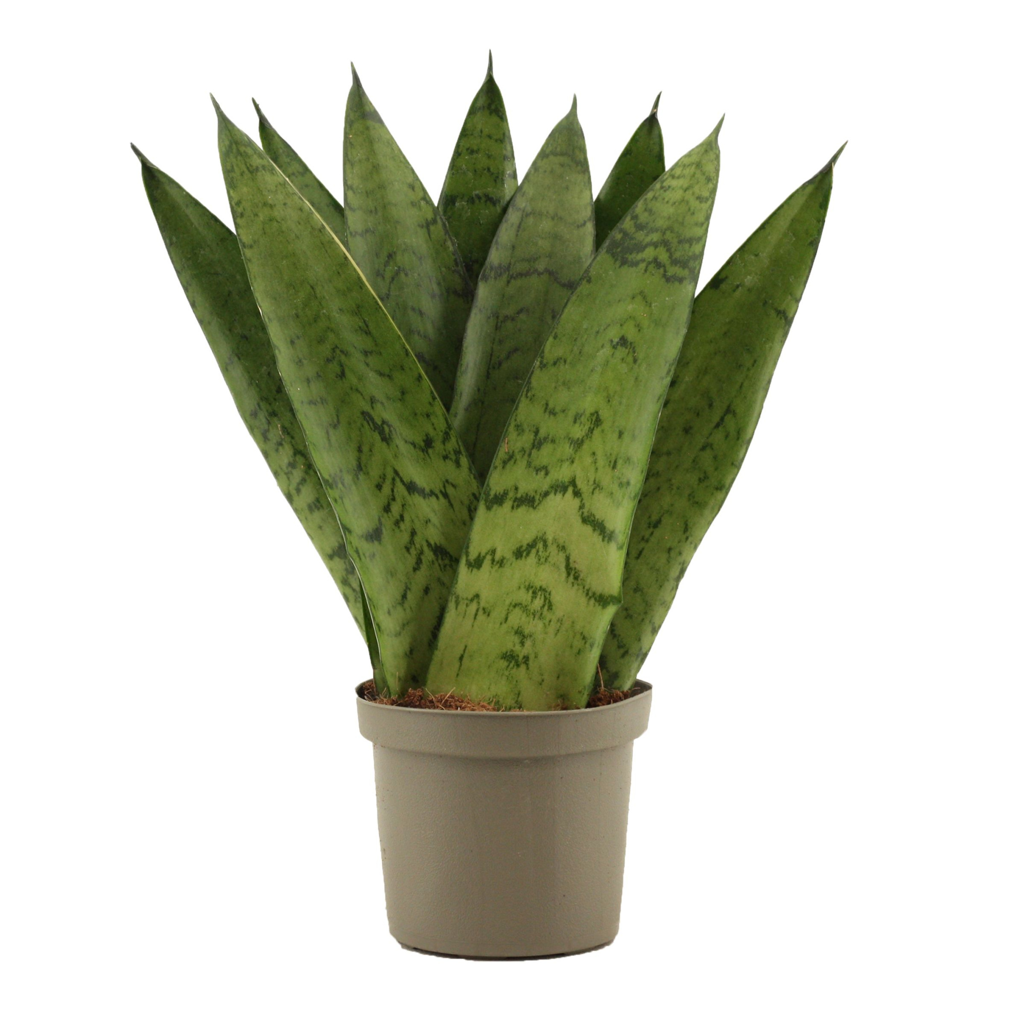 Sansevieria Zeylanica Fan 9 cm, D 9