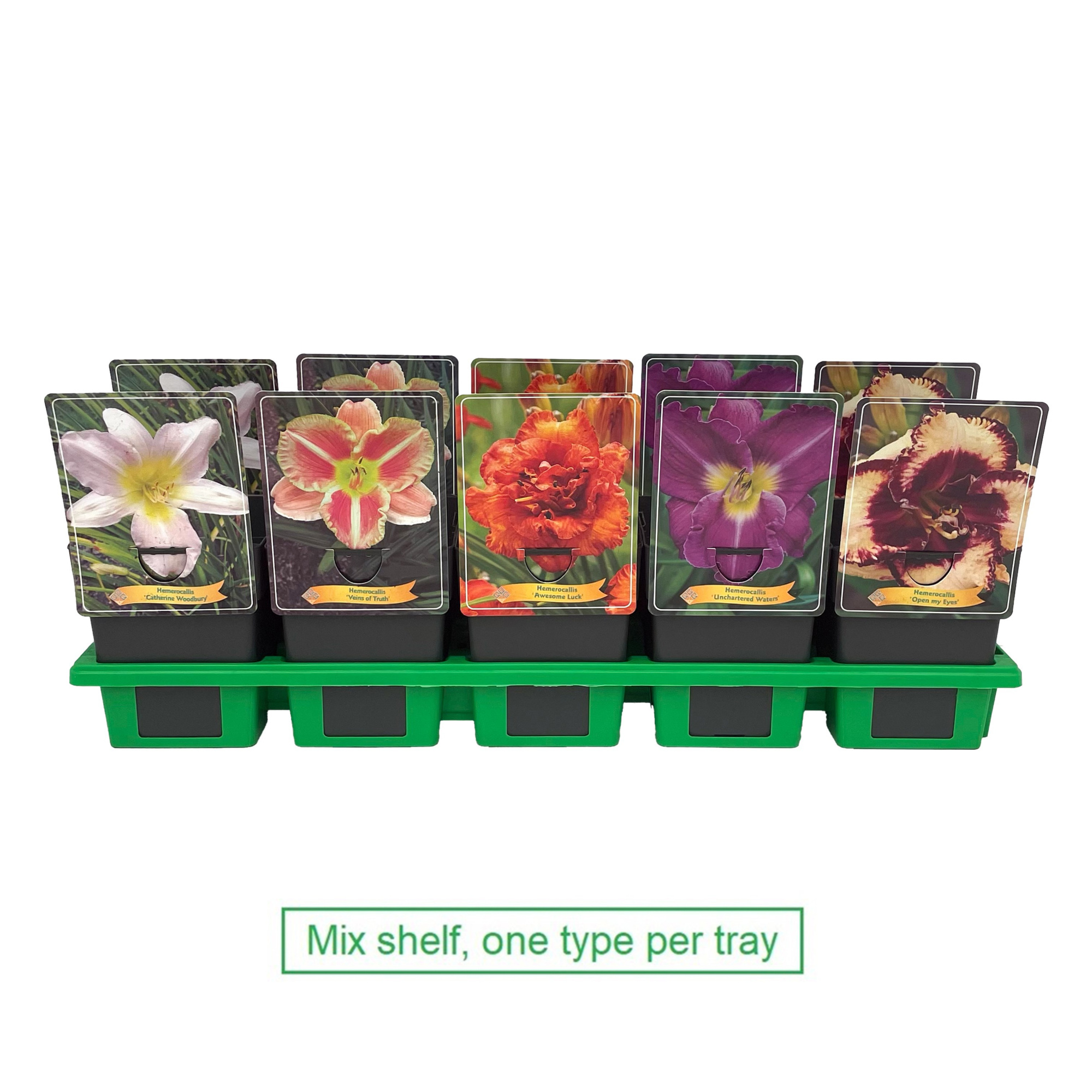 Hemerocallis Mix 6x10 srt. per laag P11, D 11 cm