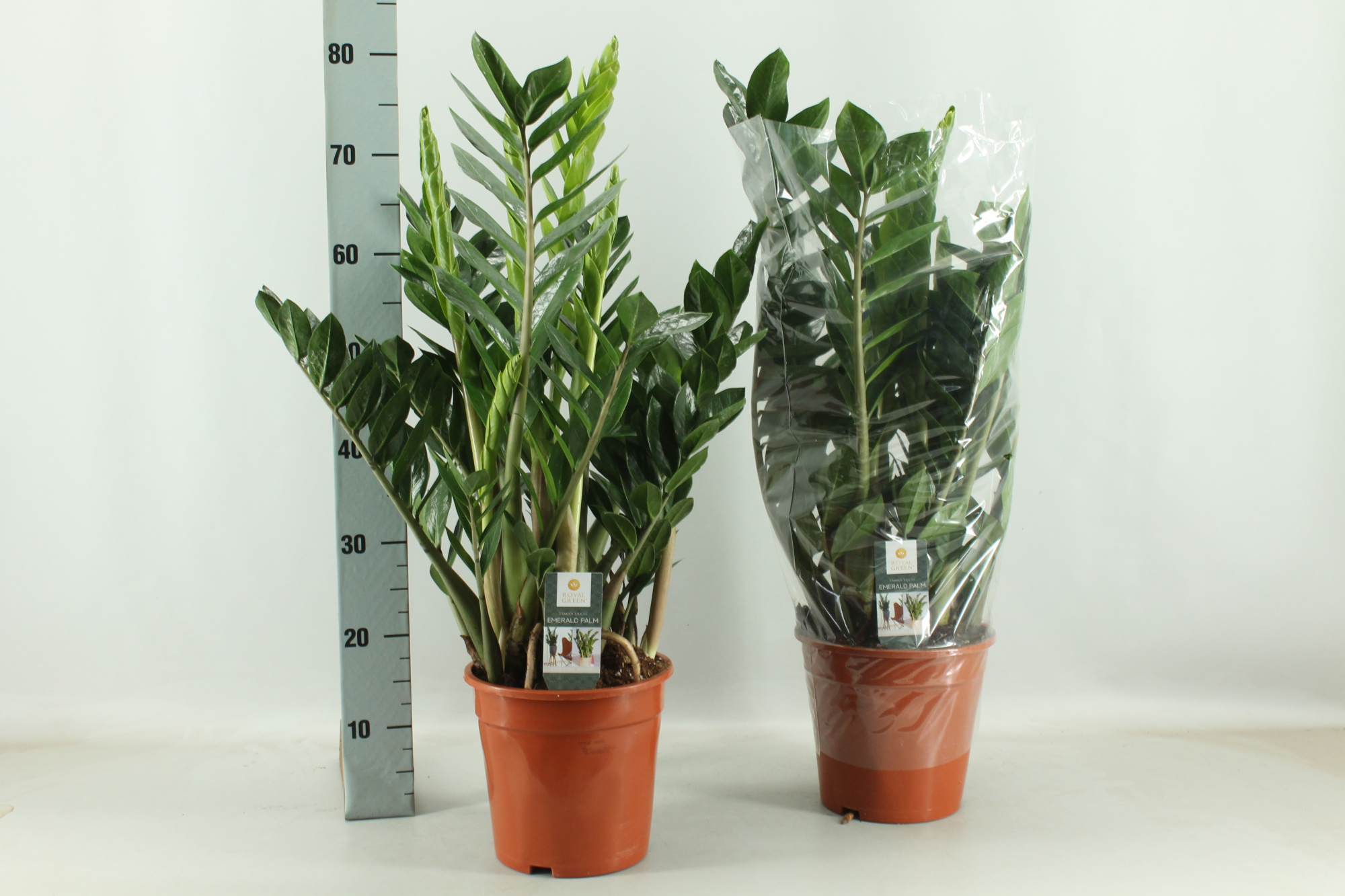 Zamioculcas 21cm, D 21
