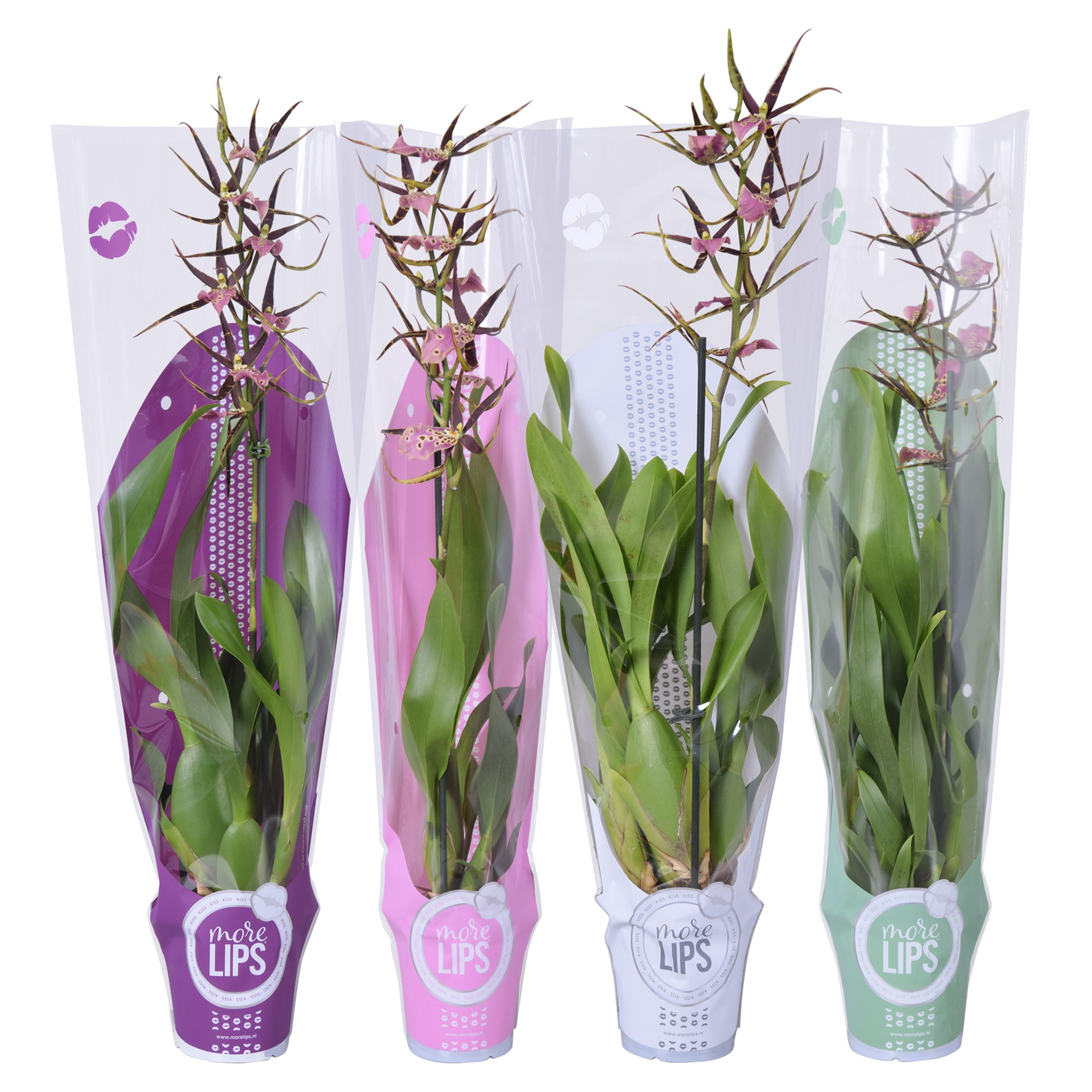 MoreLIPS® Brassia 'Shelob Tolkien' paars 1 tak met witte, paarse, roze en groene showhoes, D 12 cm