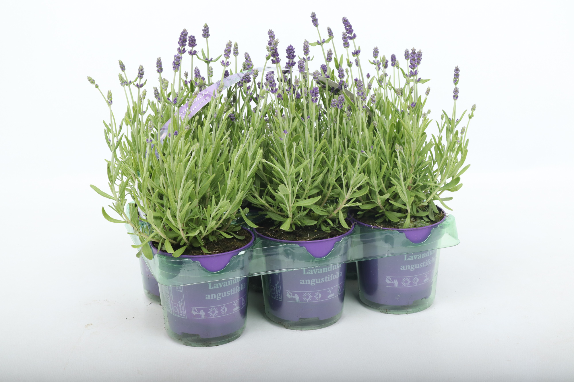 Lavandula angustifolia in 6-pack, D 10,5