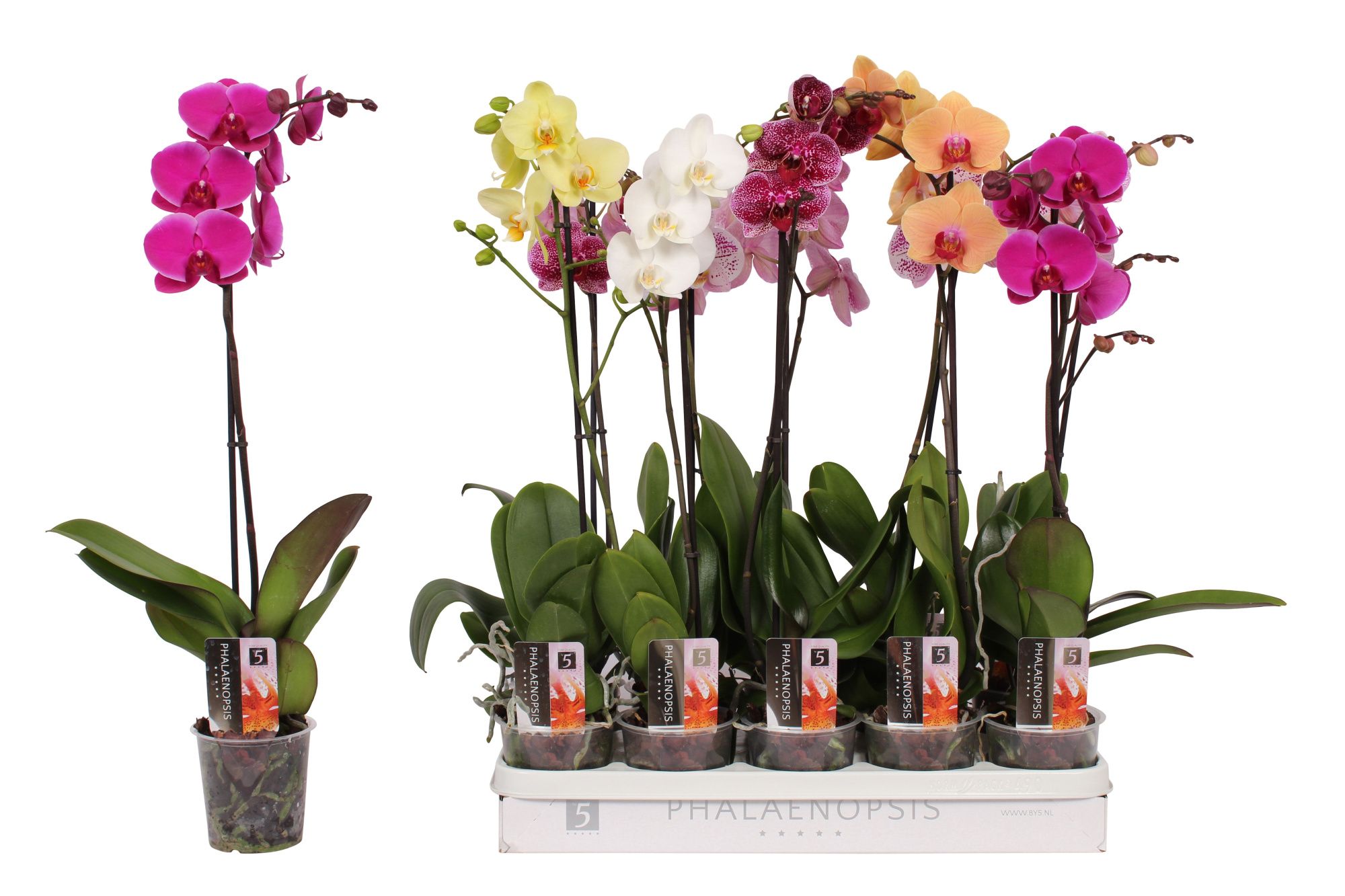 Phalaenopsis 5 color mix, 1-spike 9+/branched, D 12