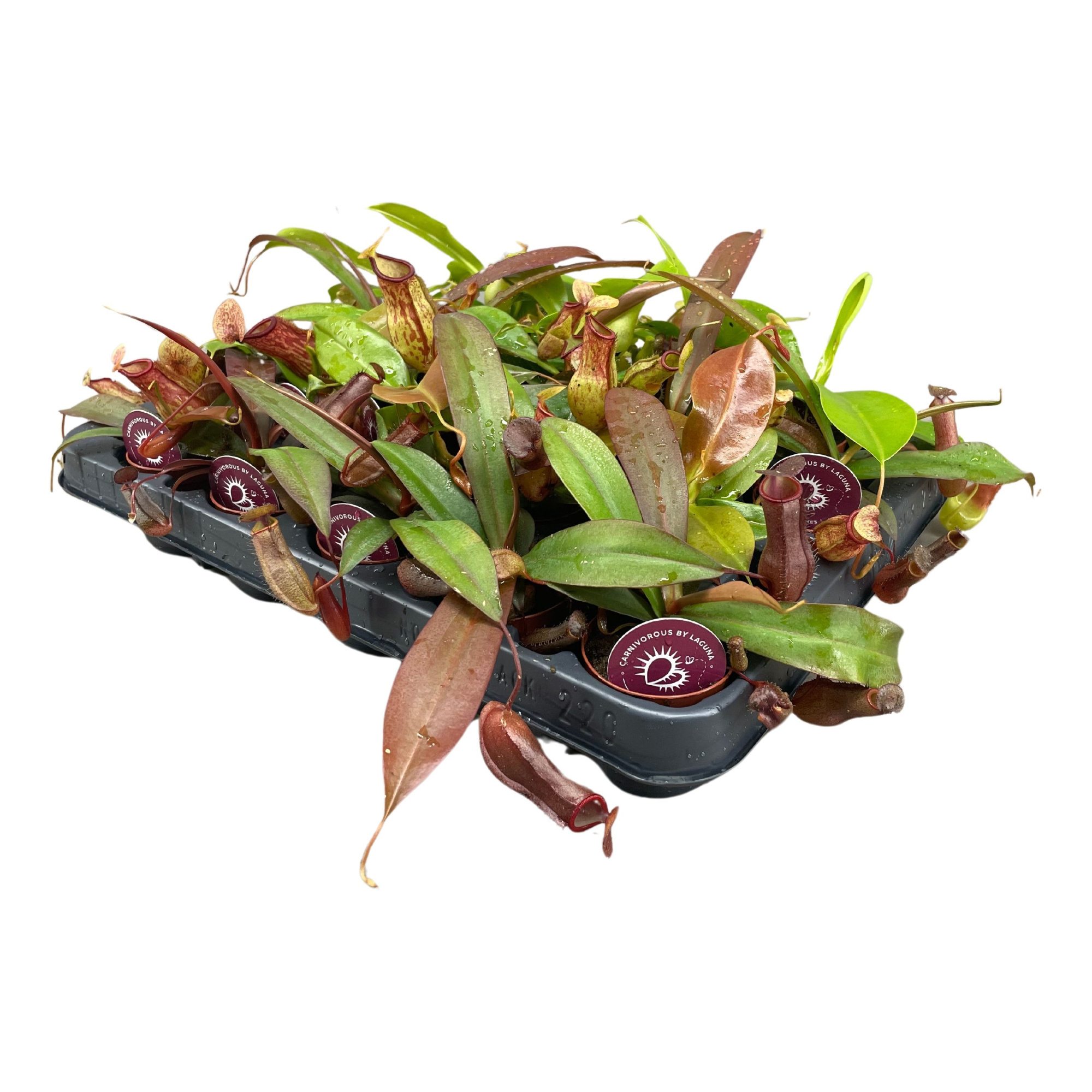 Nepenthes mix 5,5 cm, D 5,5 cm