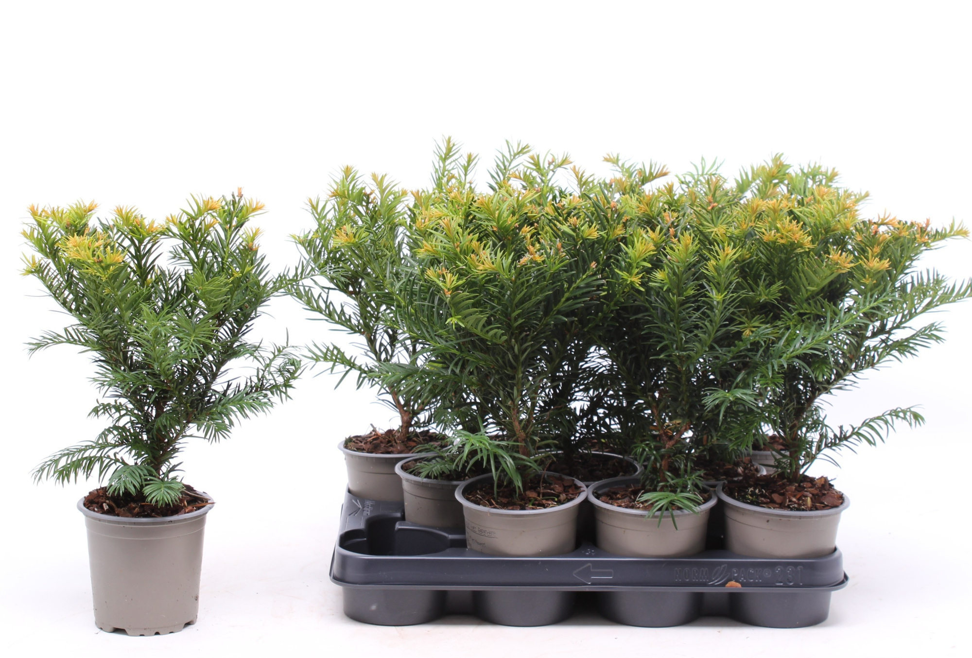 Taxus baccata 'Repandens', D 11 cm