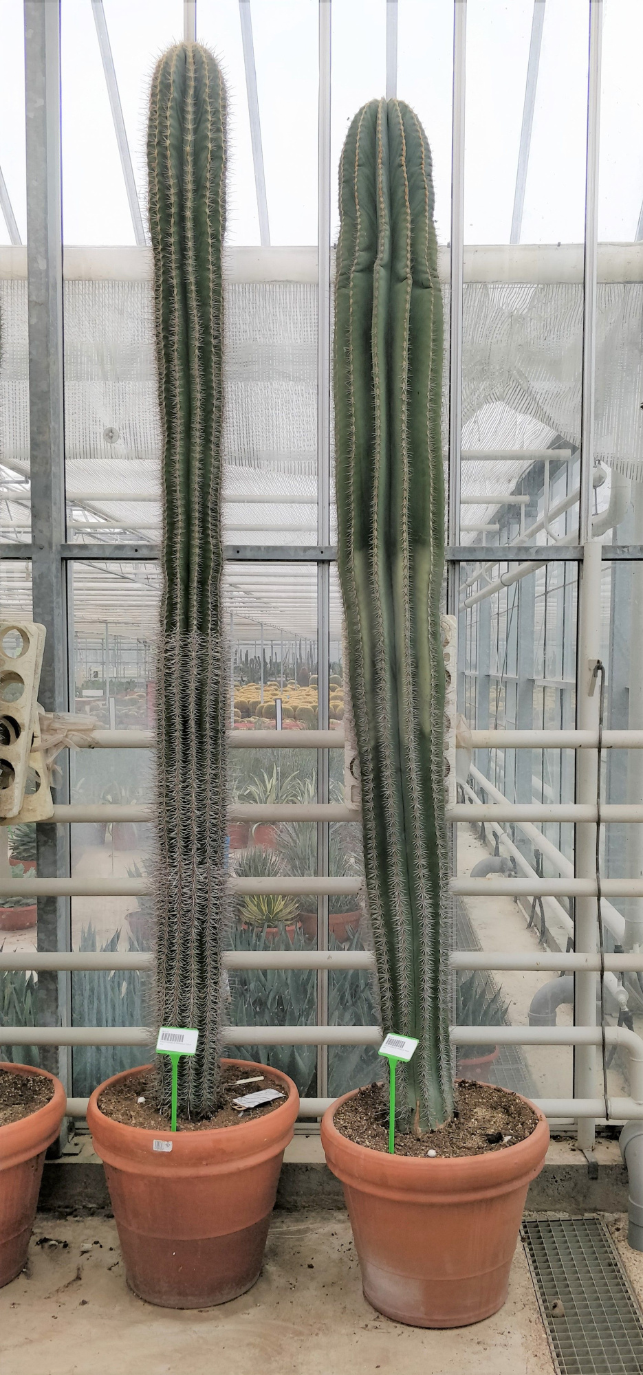 Pachycereus pringlei 55 cm XXL, D 55 cm