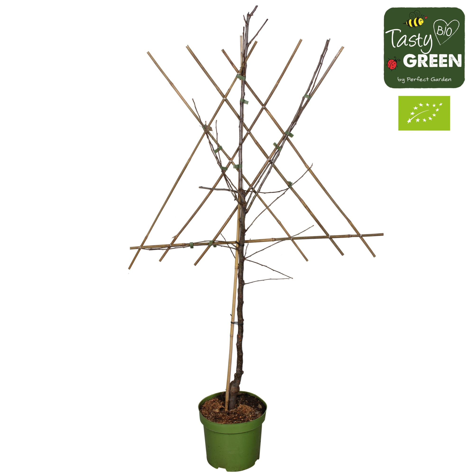 Malus domestica 'Elstar' Bio P27 Leifruit, D 27