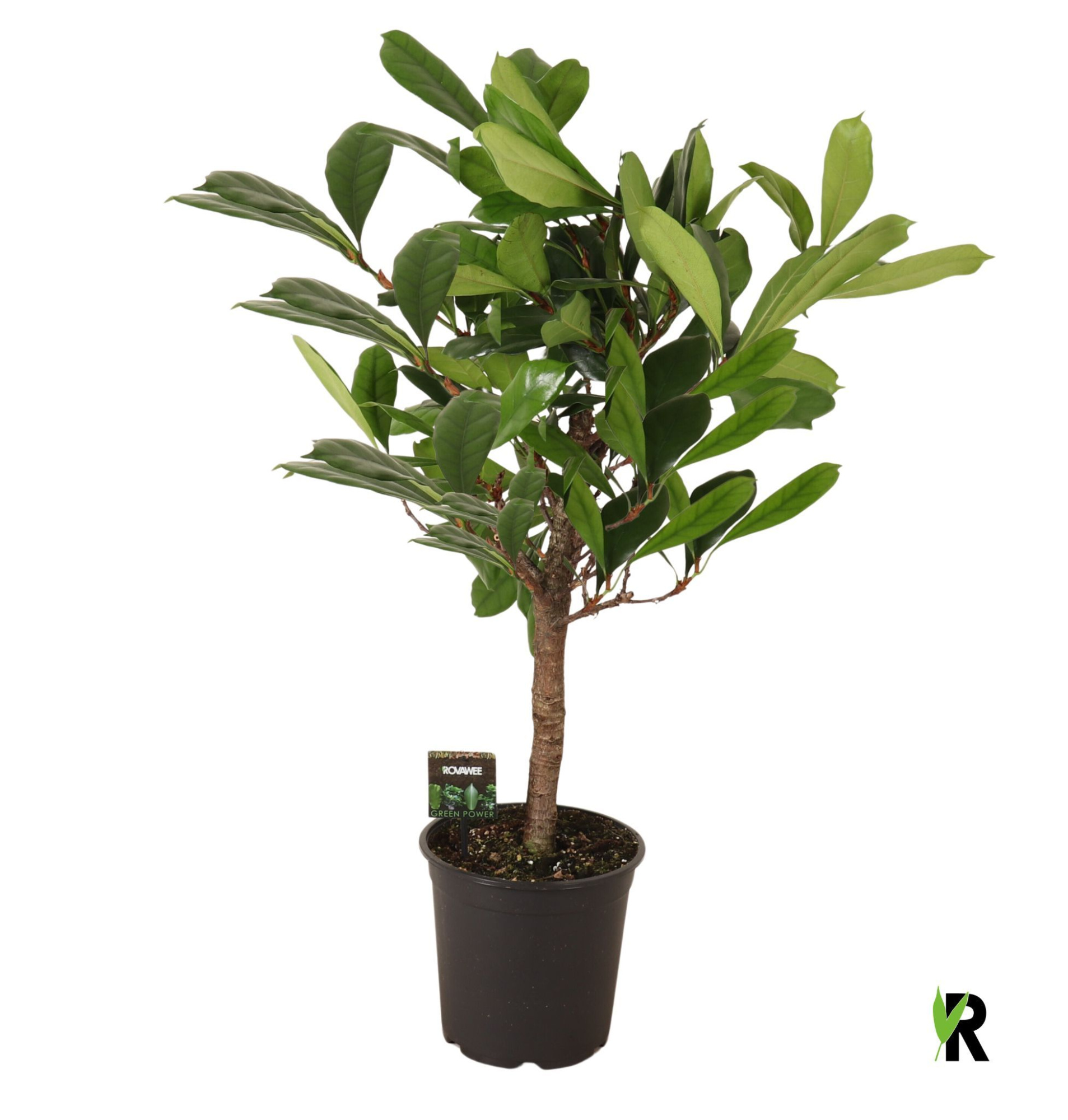 Ficus Cyathistipula op stam, D 24