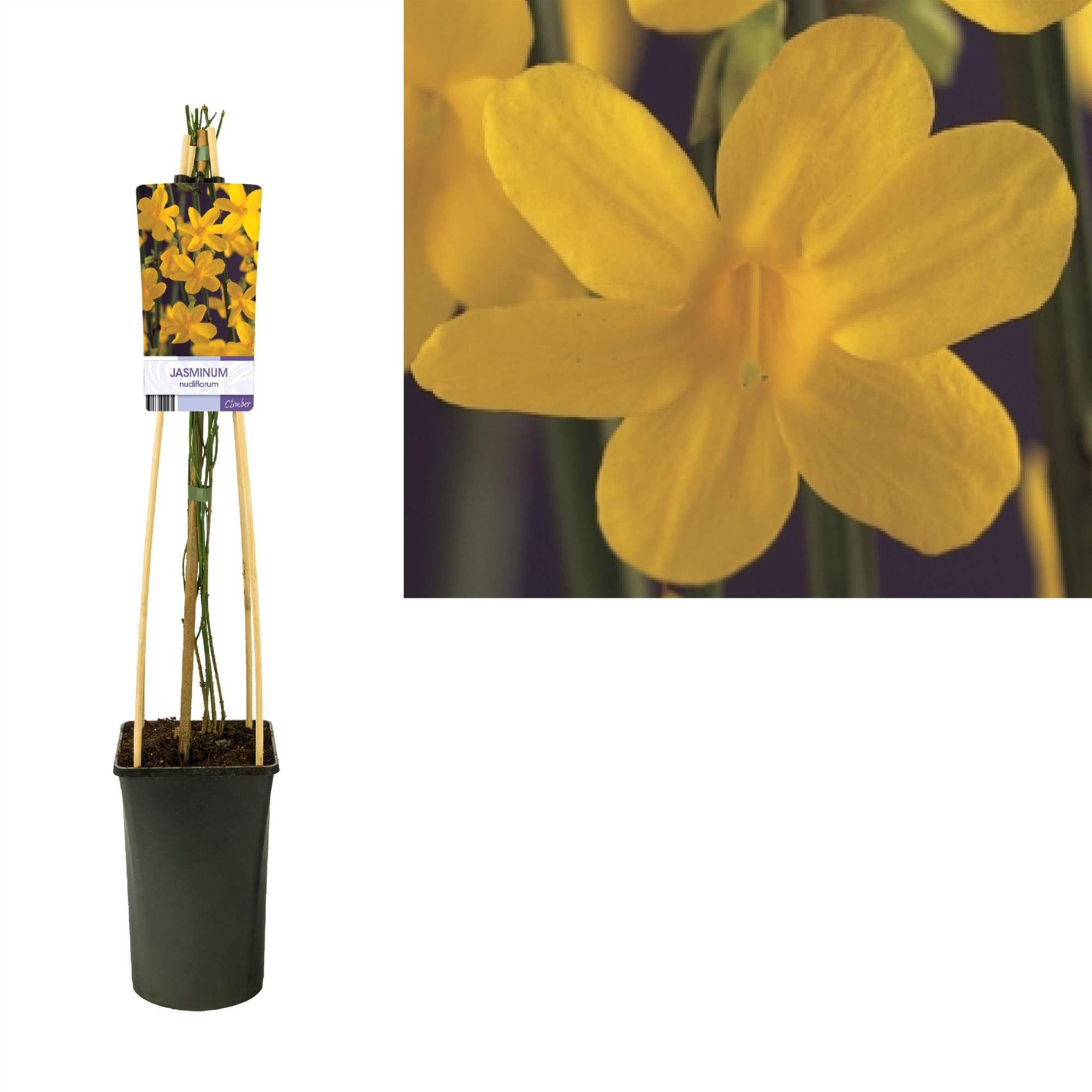 Jasminum nudiflorum +light label, D 17 cm
