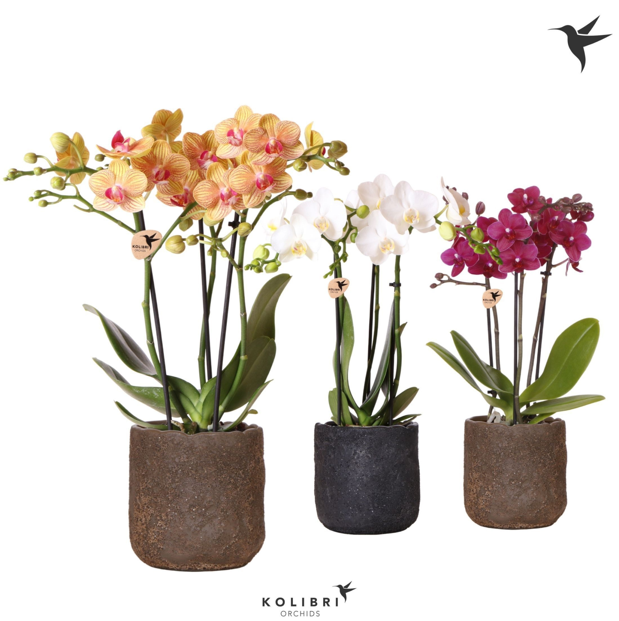 Kolibri Orchids Phalaenopsis mix 3 spike in Moon pot mix, D 9