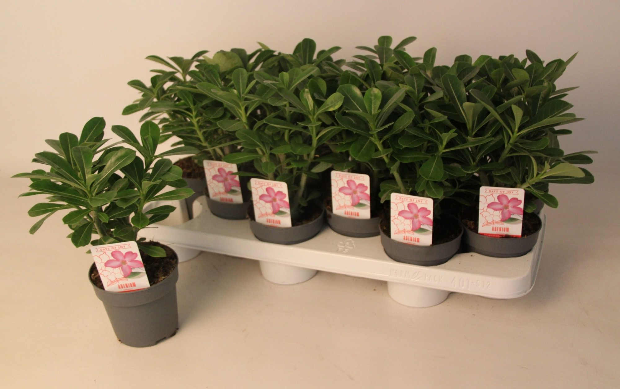 Adenium obesum Picotee 10,5 cm, D 10,5 cm