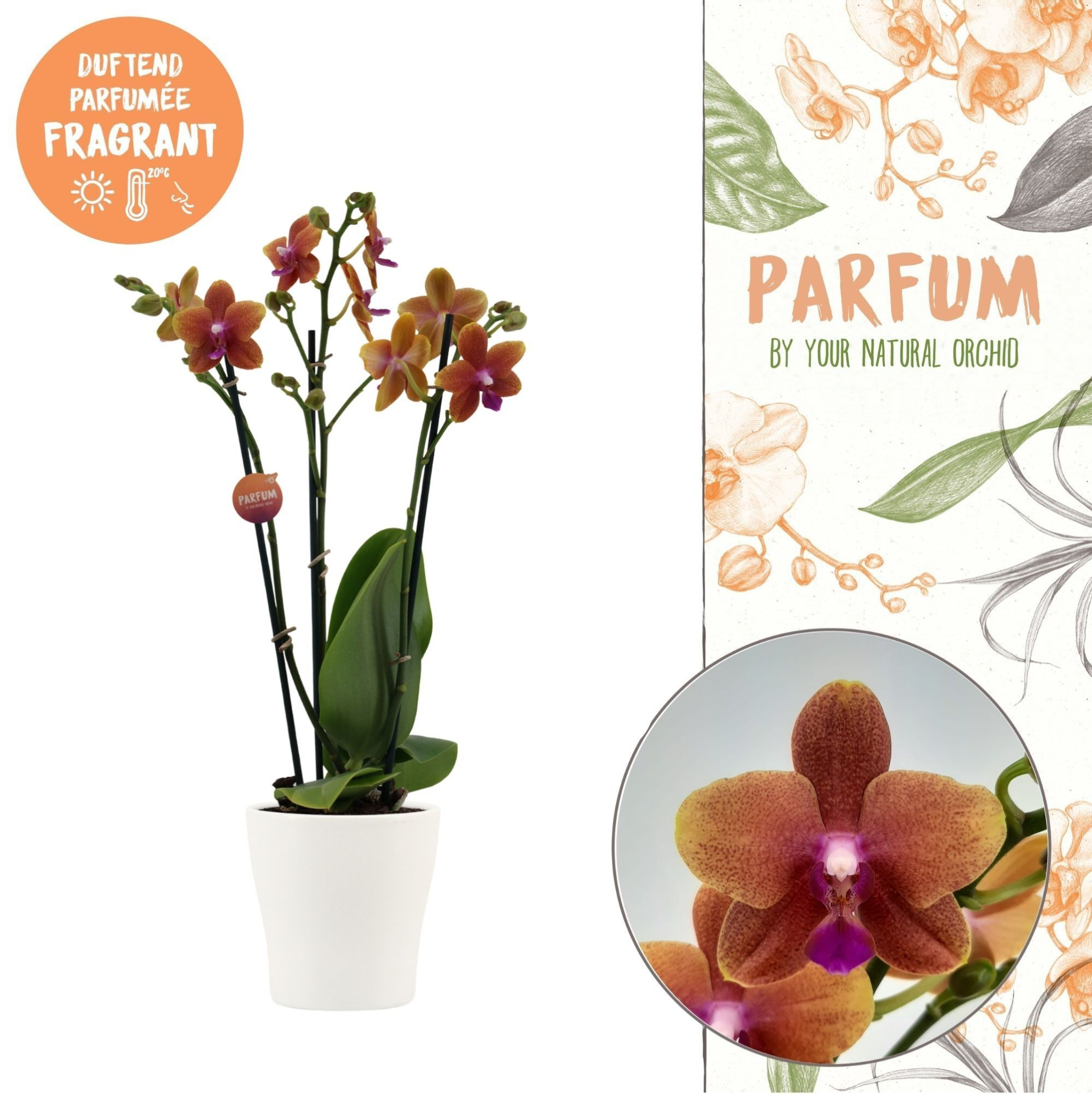 Parfum | Bolgheri in Anna wit pot | Phalaenopsis 3 spike, D 12 cm