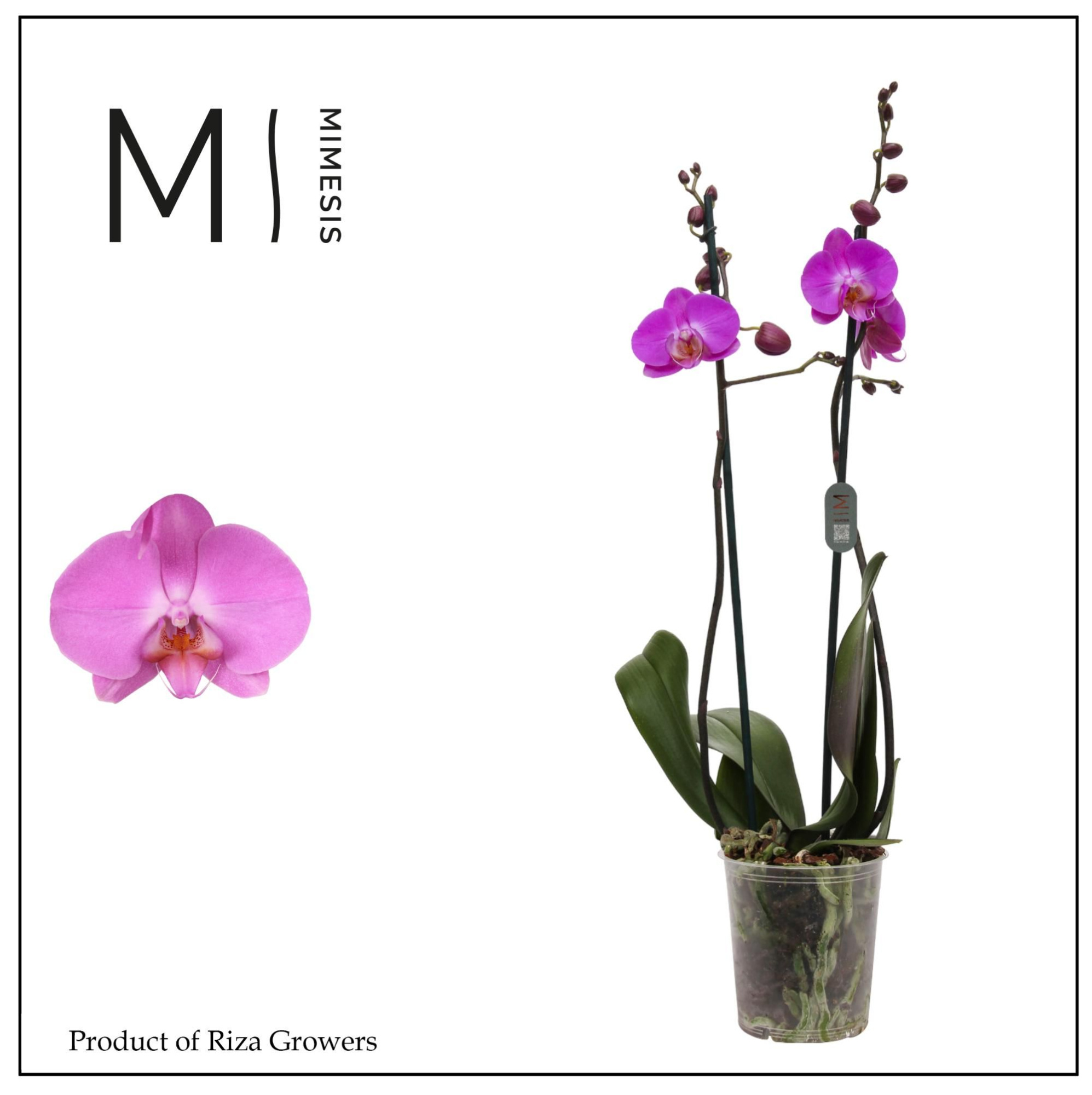 Phalaenopsis Las Palmas 2 spike - 12cm | Mimesis, D 12 cm