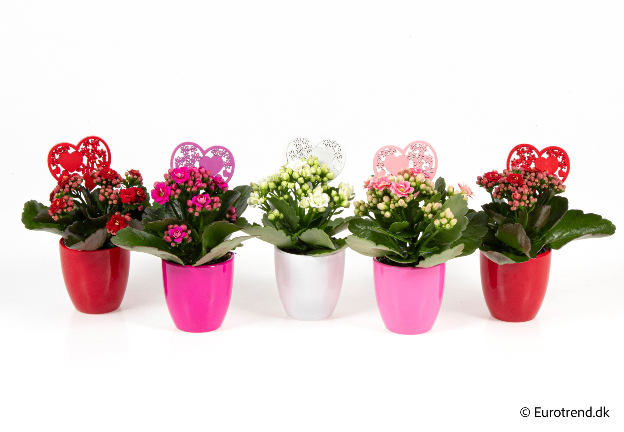 Kalanchoe Roseflowers in Valentine ceramic 2026, D 6