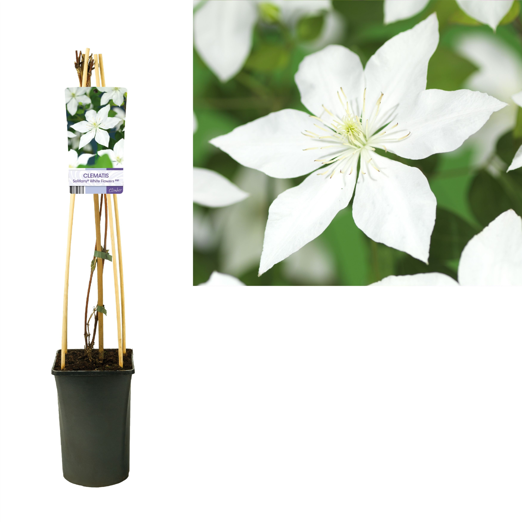 Clematis So Many® White Flowers PBR +light label, D 17 cm