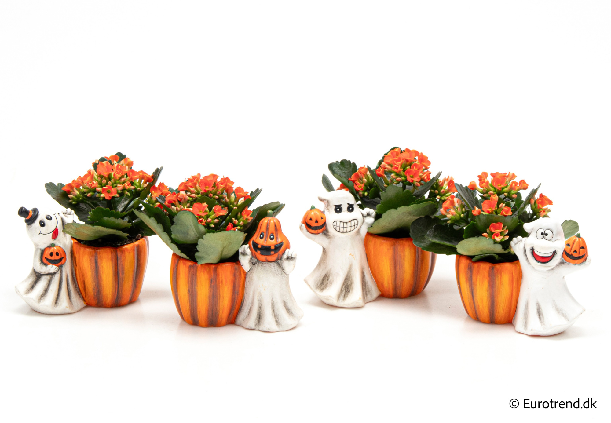 Kalanchoe in Halloween ceramic 2025, D 6 cm
