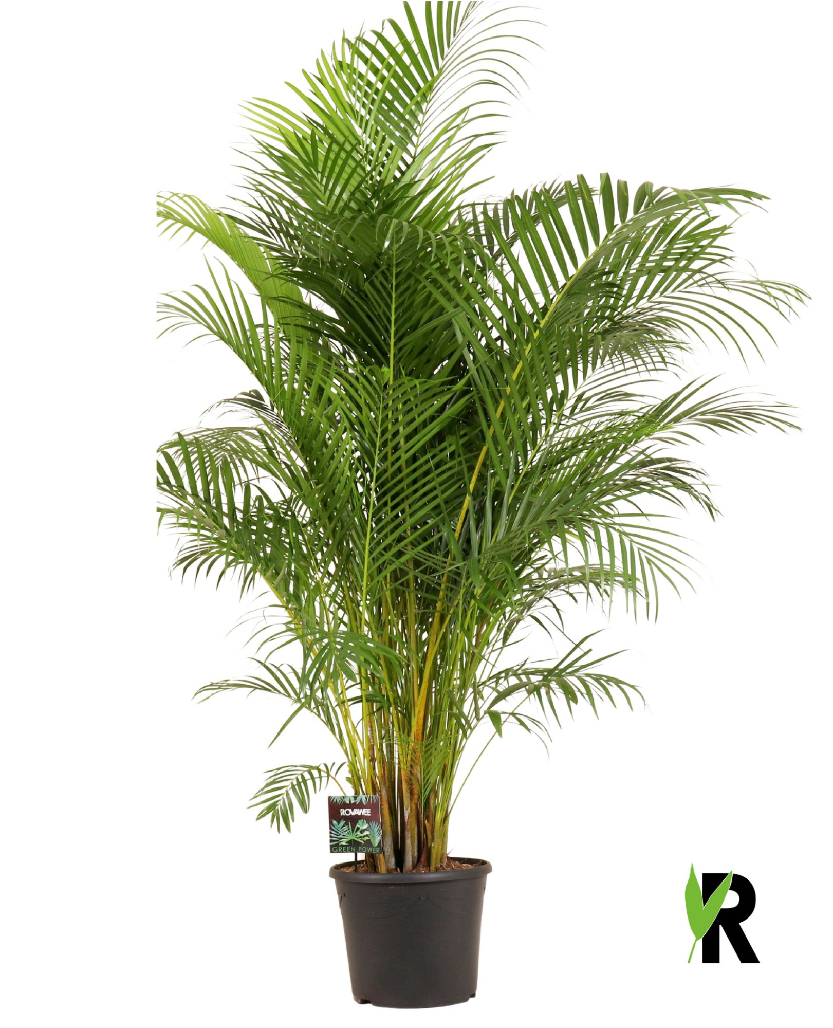 Dypsis lutescens, D 35 cm