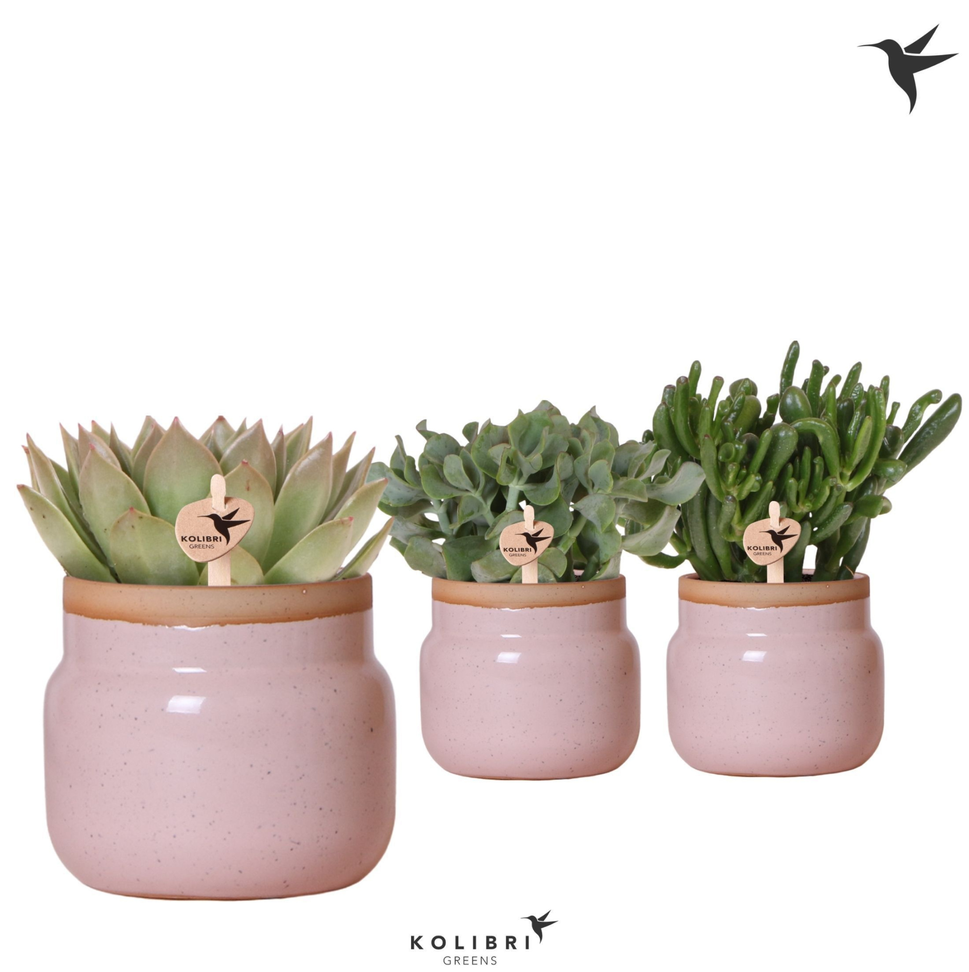 Kolibri Greens Succulenten mix in Vintage Bowl pot pink, D 12 cm