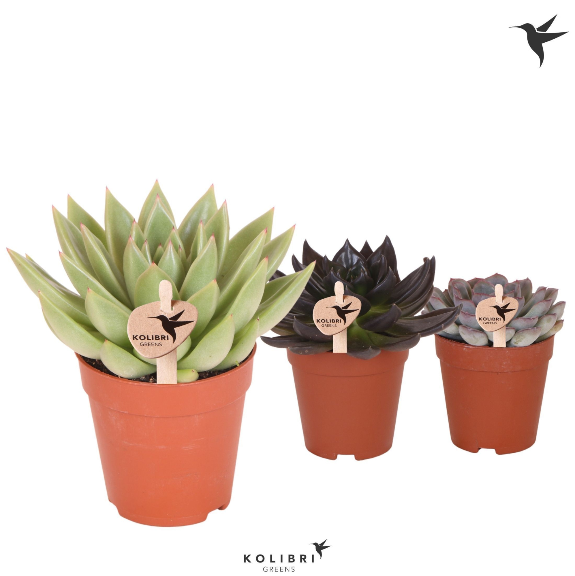 Kolibri Greens Succulenten Echeveria mix, D 9 cm