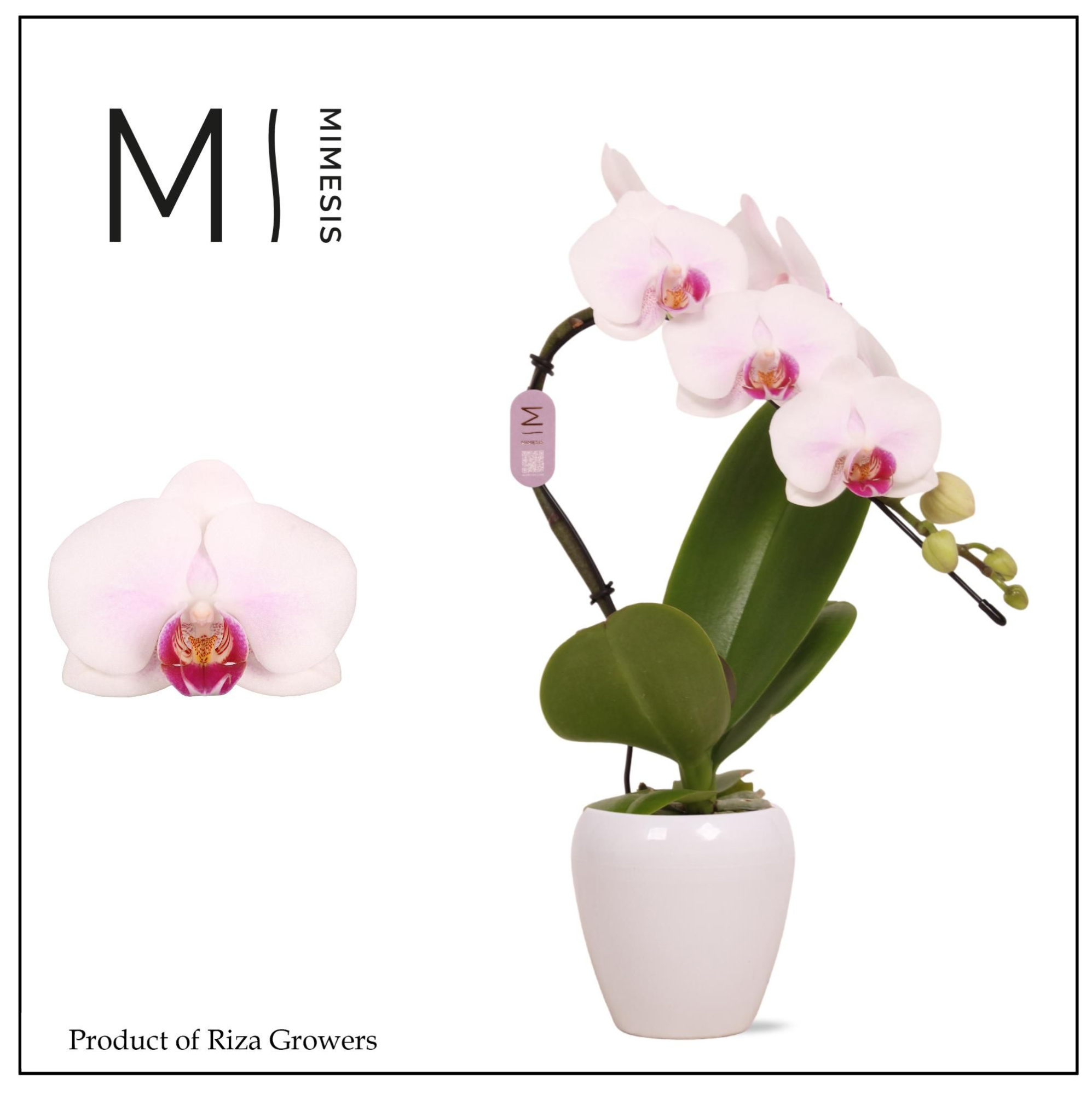 Mimesis Phal. Swan Red Lip - 1 spike 7cm in Martine White Ceramic, D 7 cm
