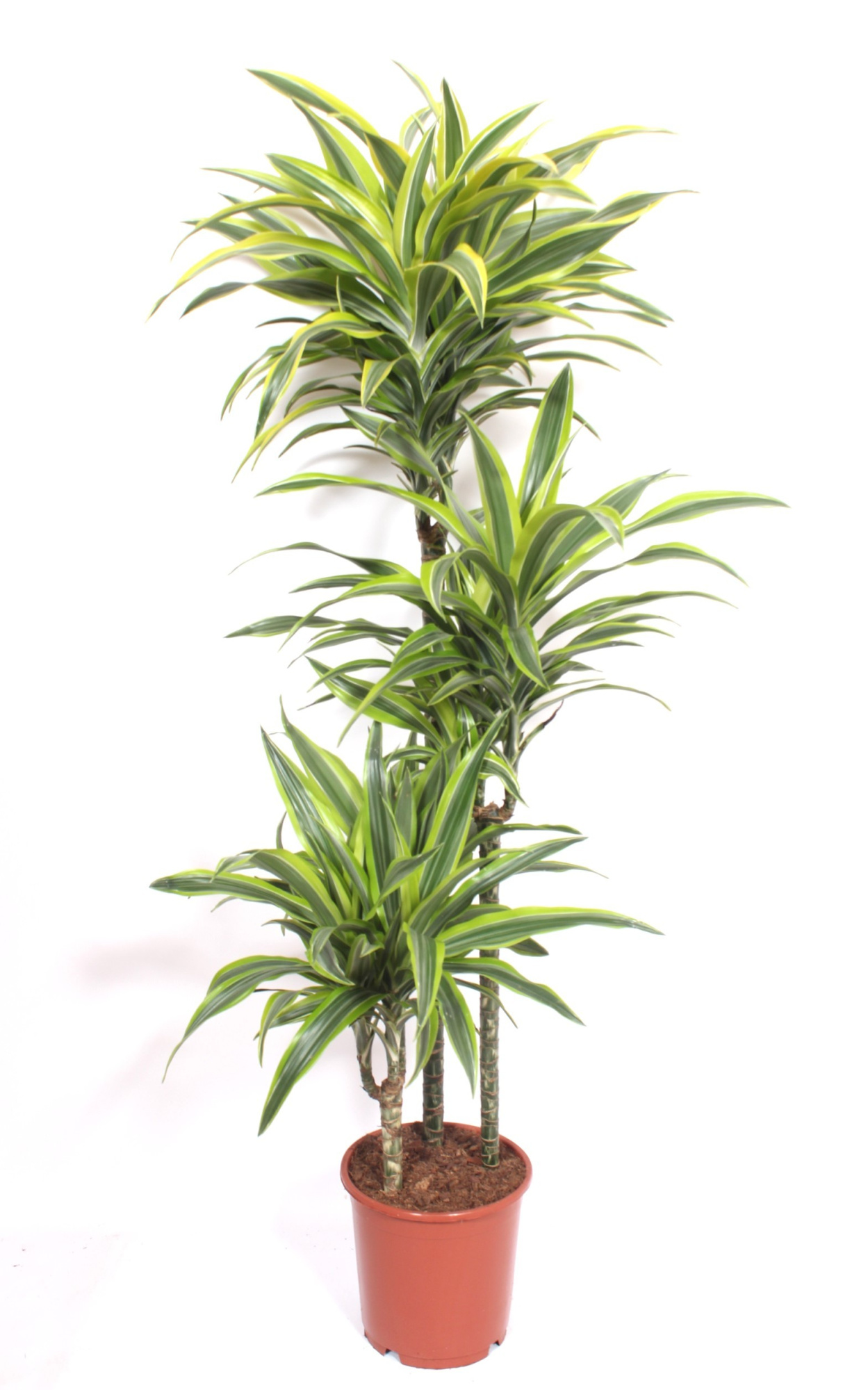 Dracaena Lemon Lime 90-60-30, D 24 cm