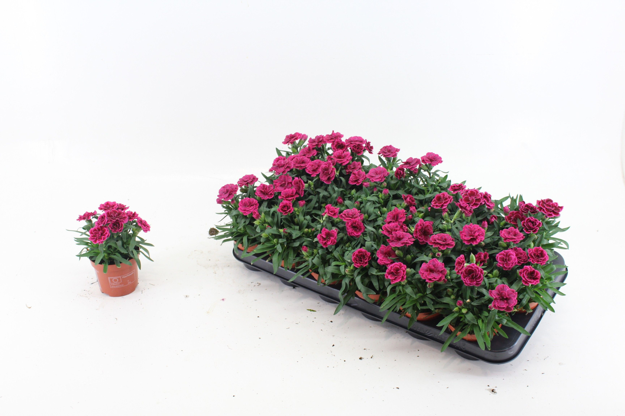 Dianthus Purple Wings, D 9