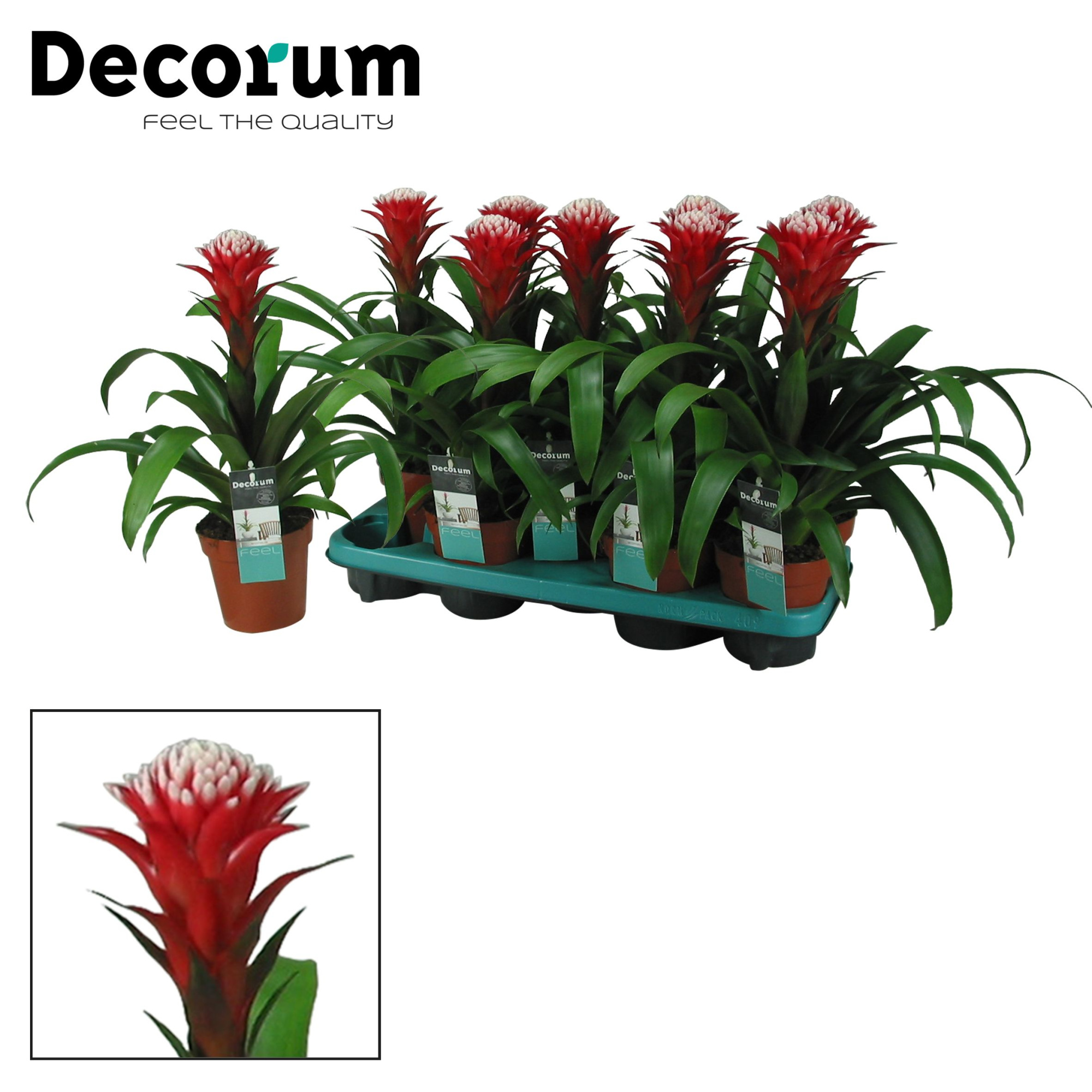 Guzmania Hope (Decorum), D 13 cm