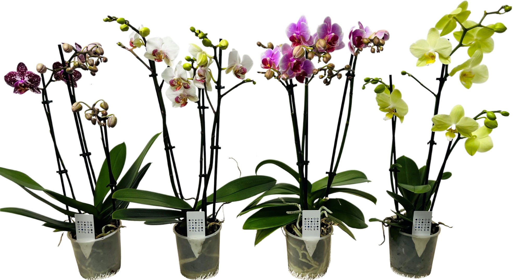 phalaenopsis3takmix, D 9
