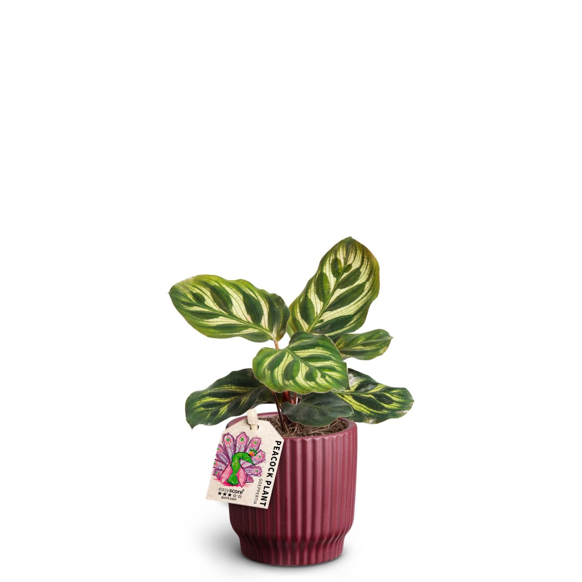 Nordic Aubergine, Calathea makoyana, D 7 cm