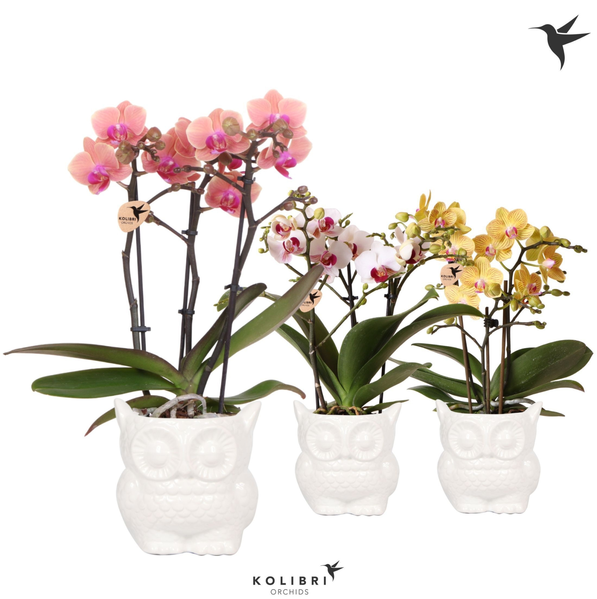 Kolibri Orchids Phalaenopsis mix 3 spike in Owl pot white, D 9