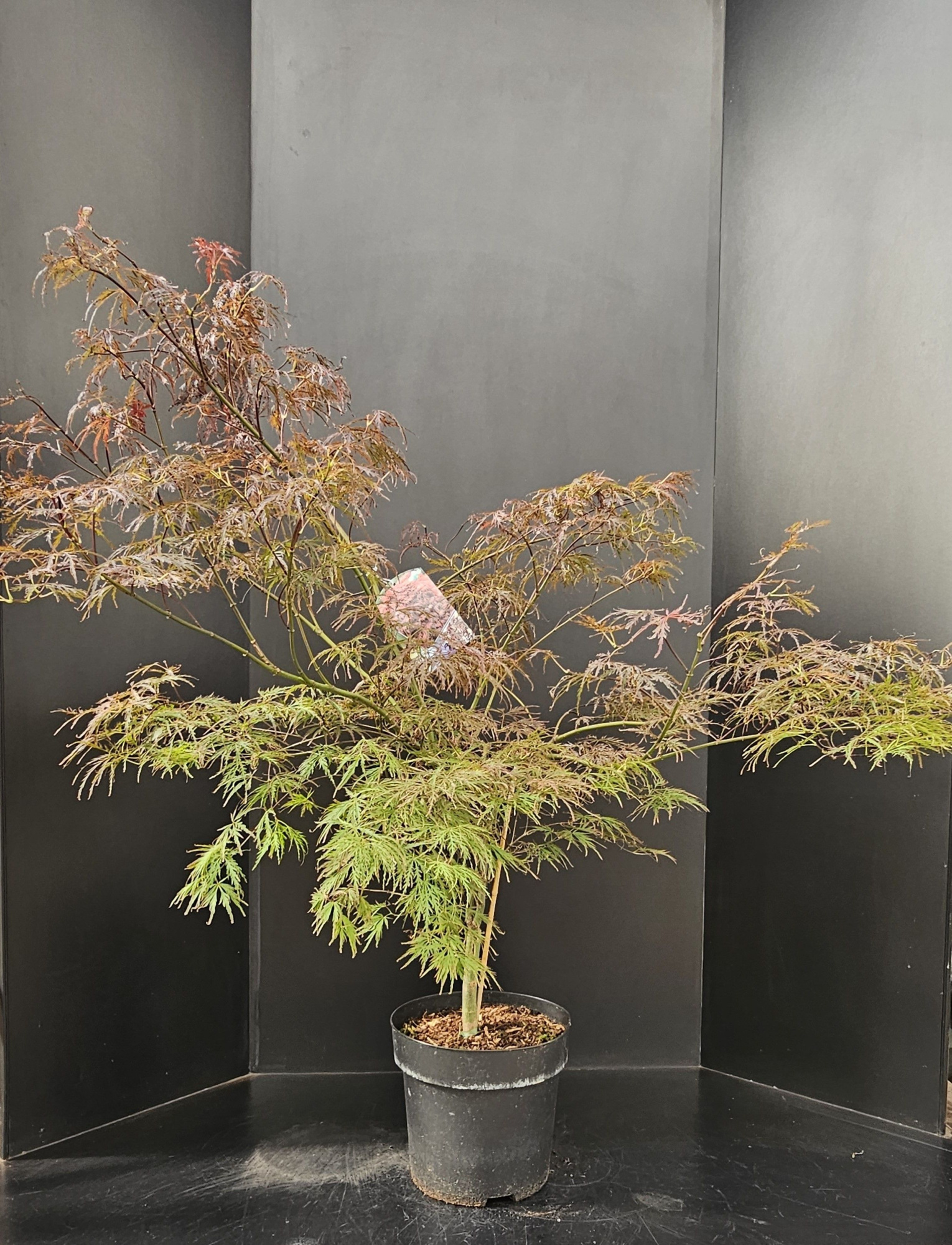 Acer palmatum Garnet, D 29 cm