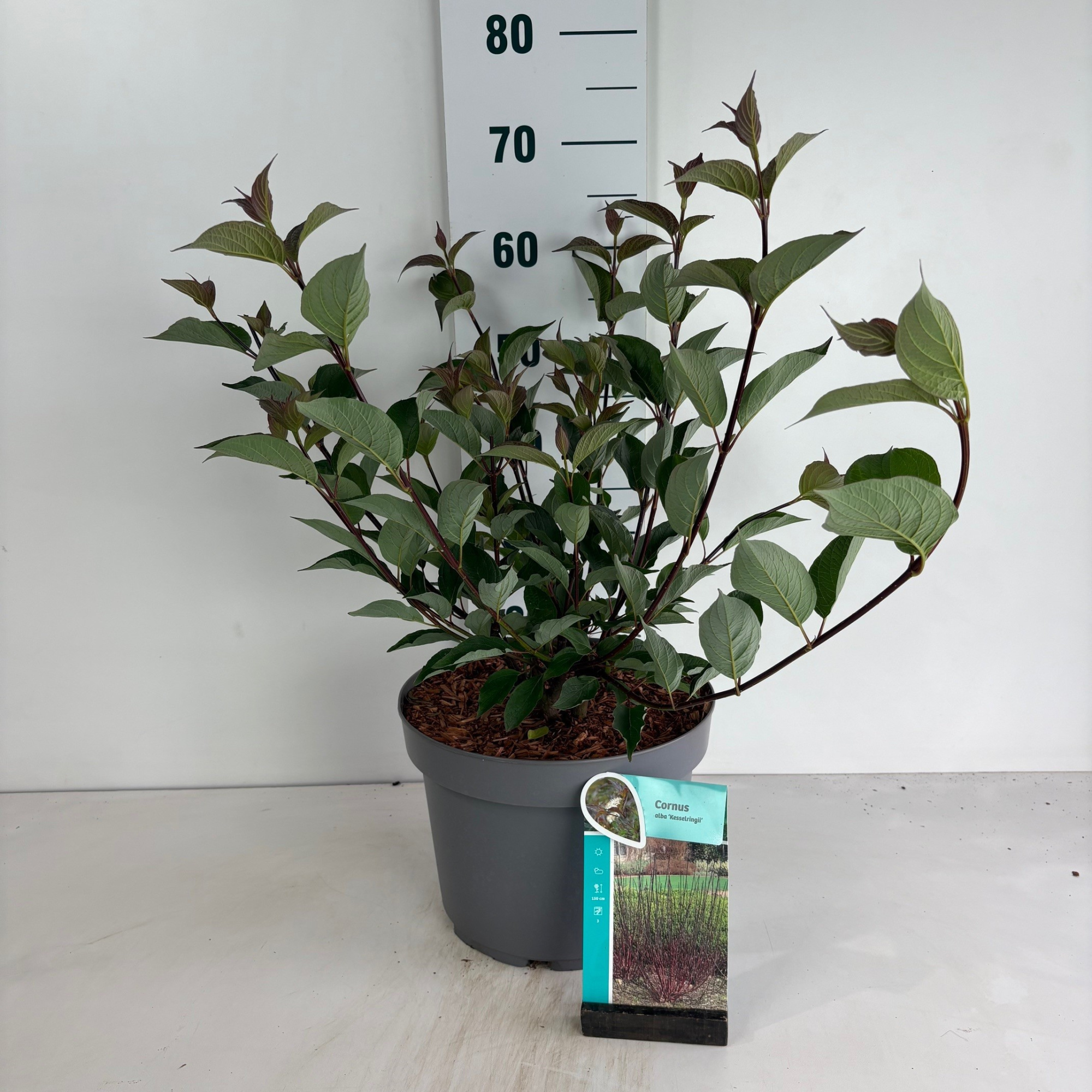 Cornus alba Kesselringii, D 29 cm