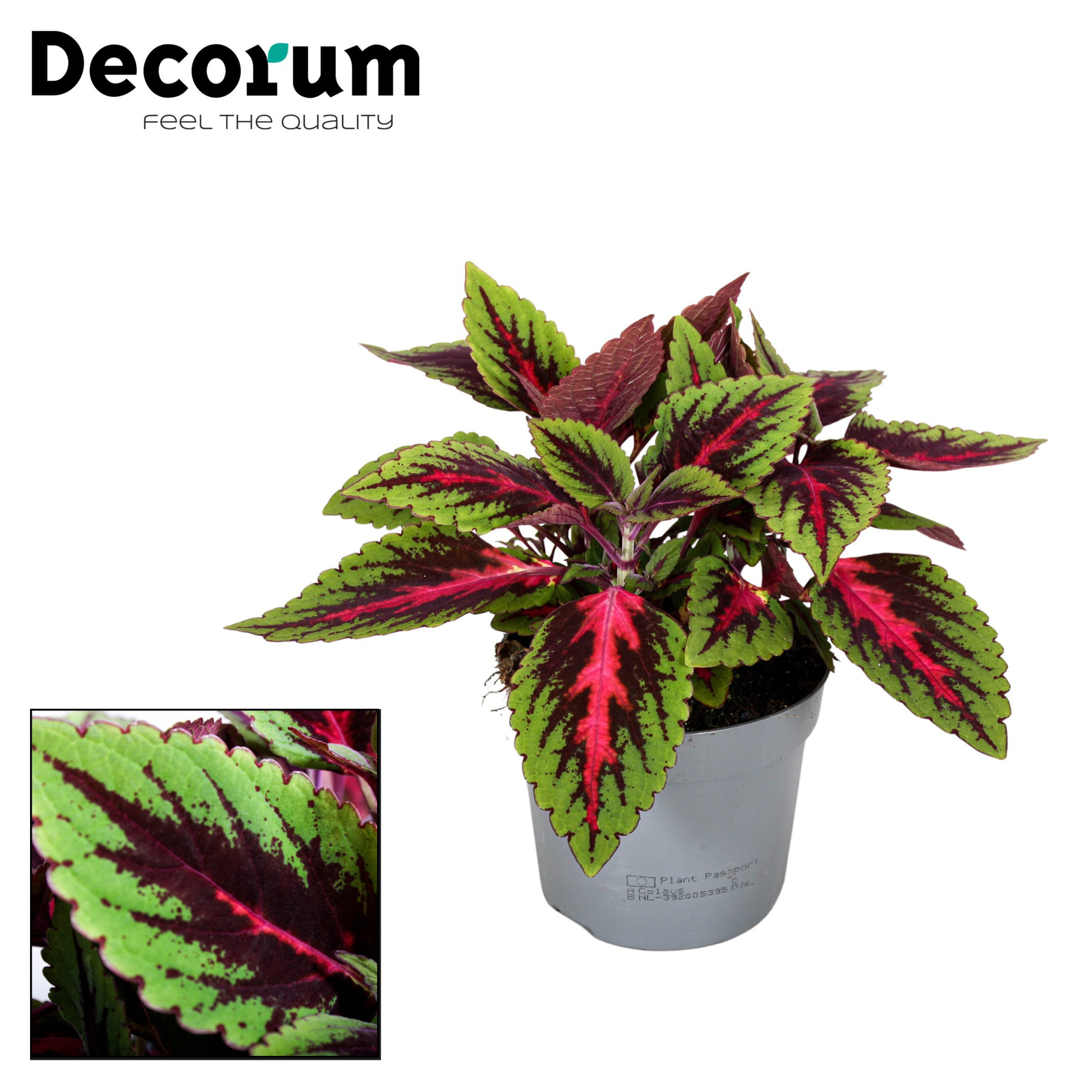 Coleus Ruby Road Decorum, D 13