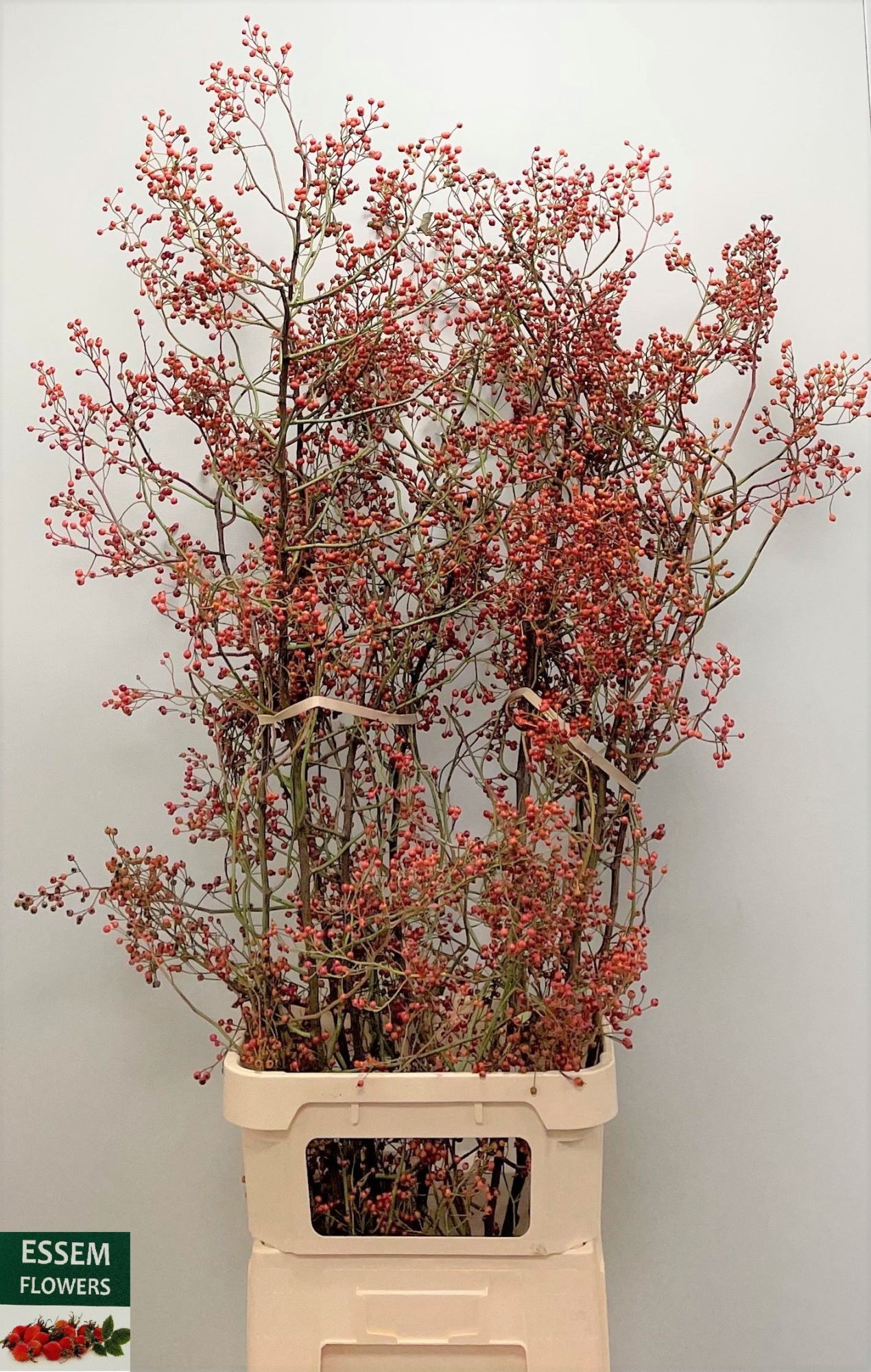 Рузботель Пленти 120, шт.