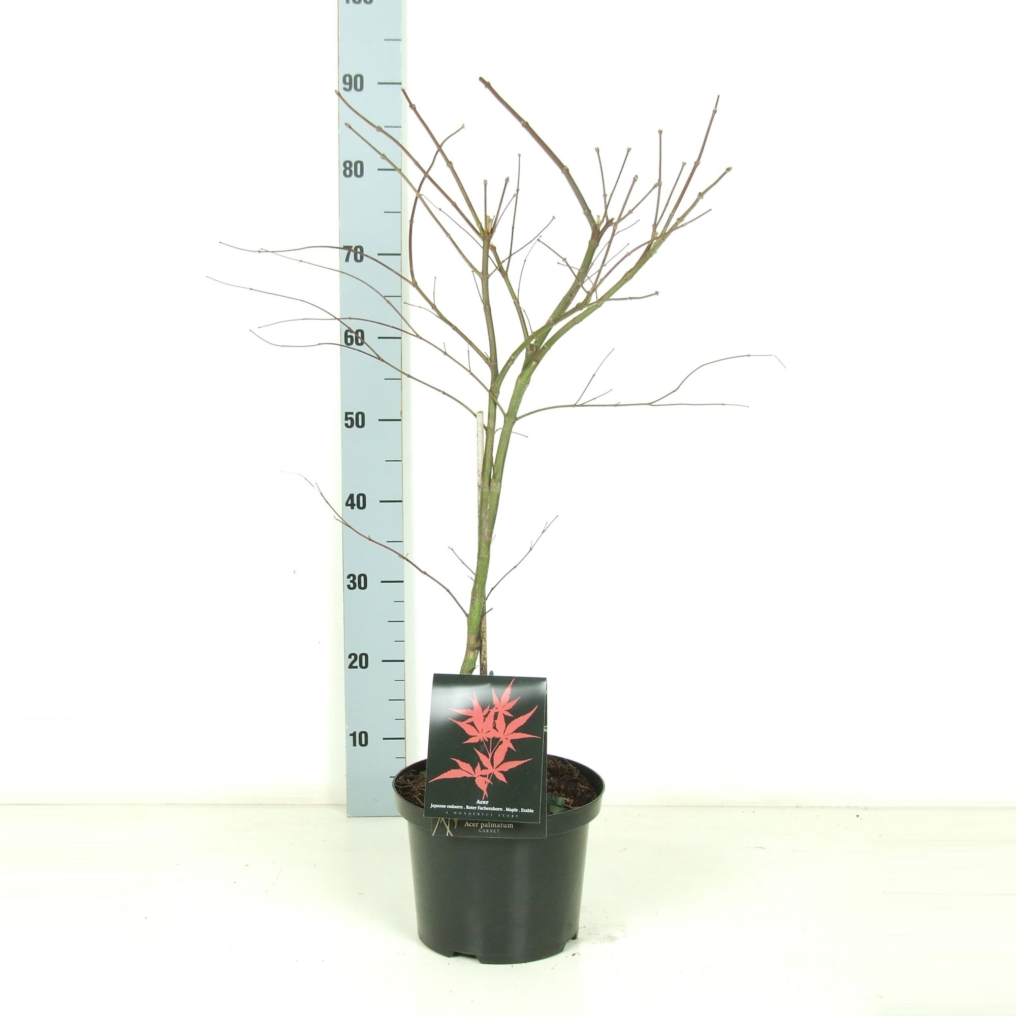 Acer palmatum 'Garnet' P23 Full CC, D 23