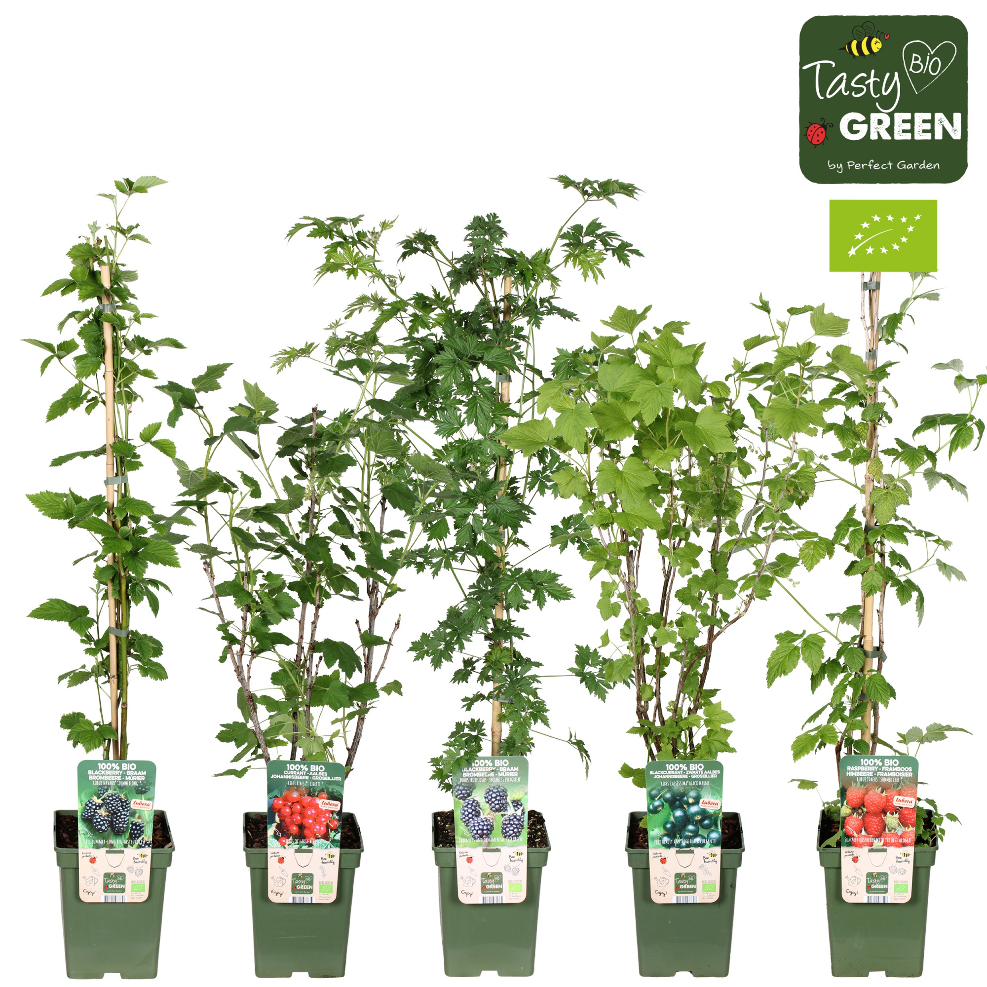 Grote fruitstruiken mix laag bio P23, D 23 cm