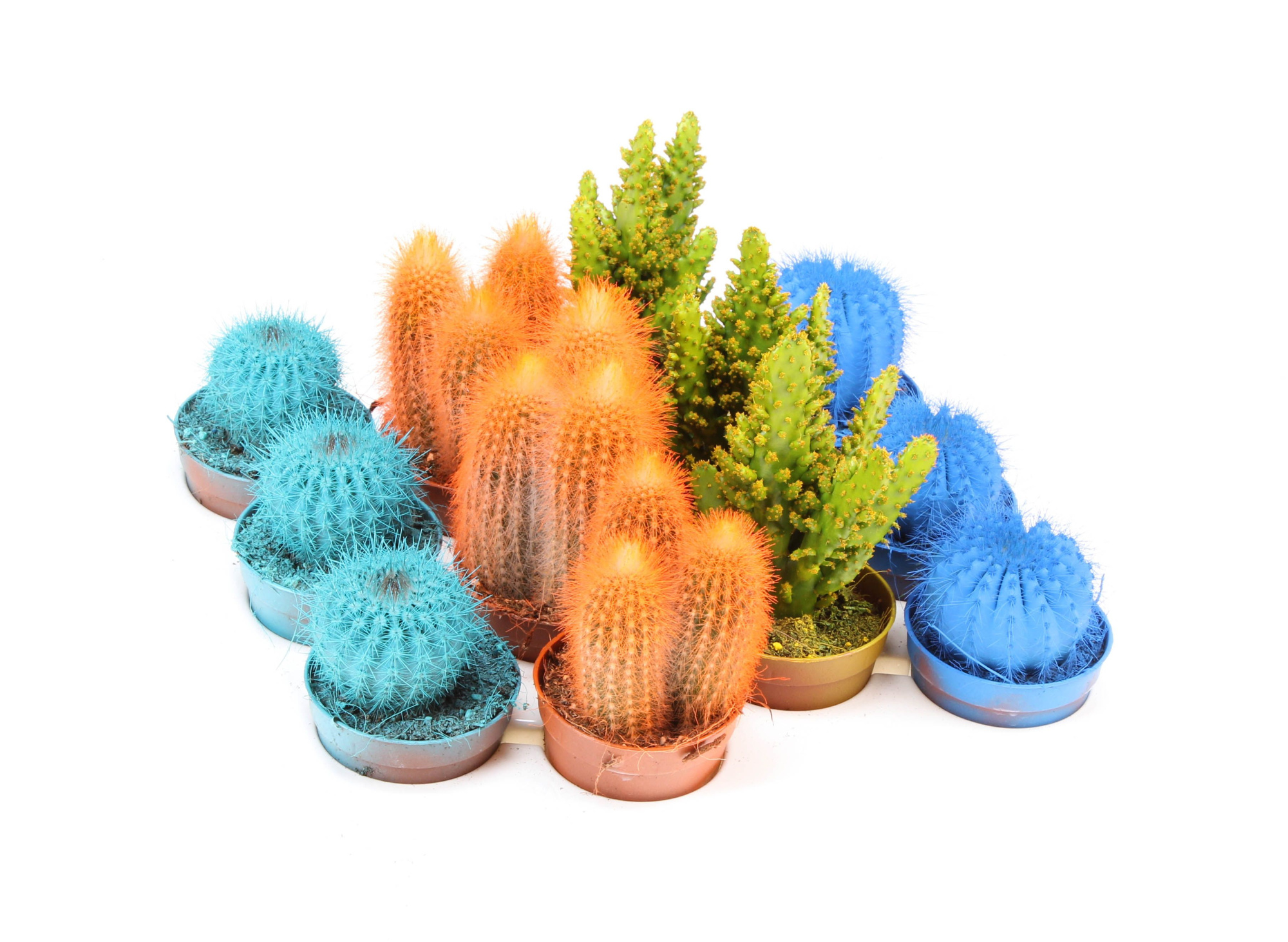 Rainbow cactus mix, D 6,5