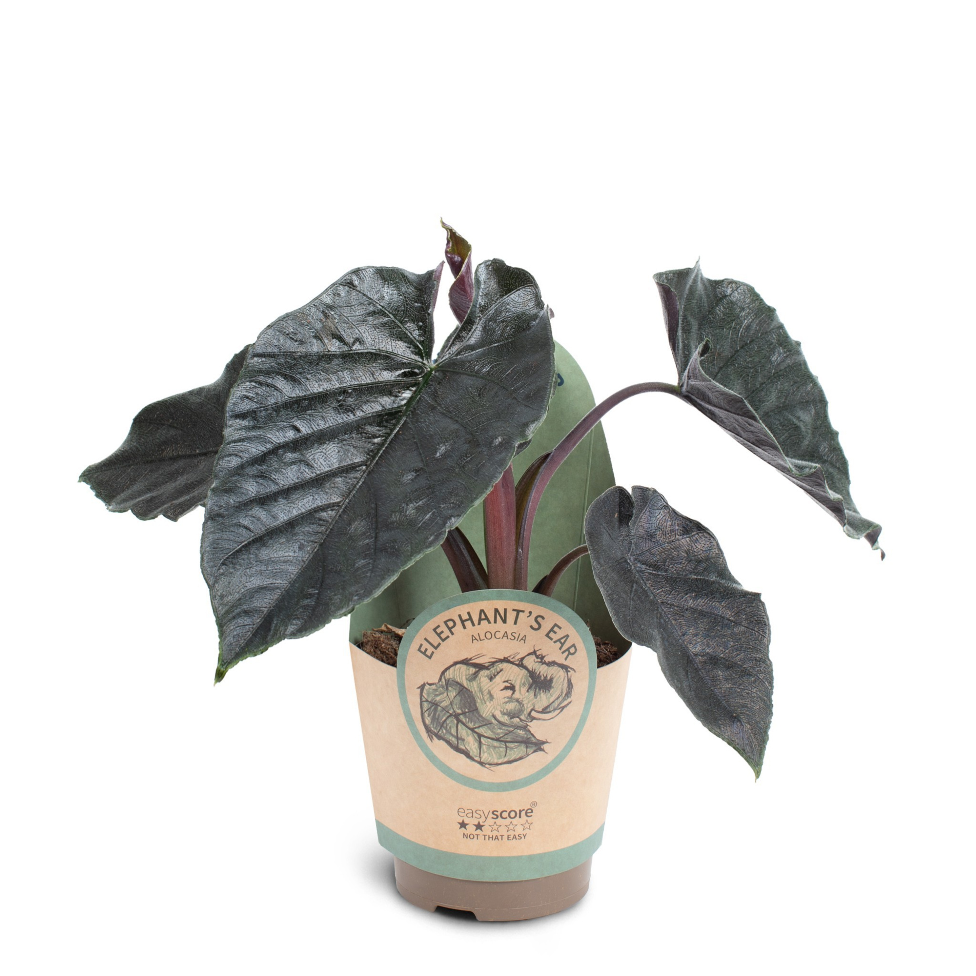 Alocasia ´Antoro Velvet´, D 11