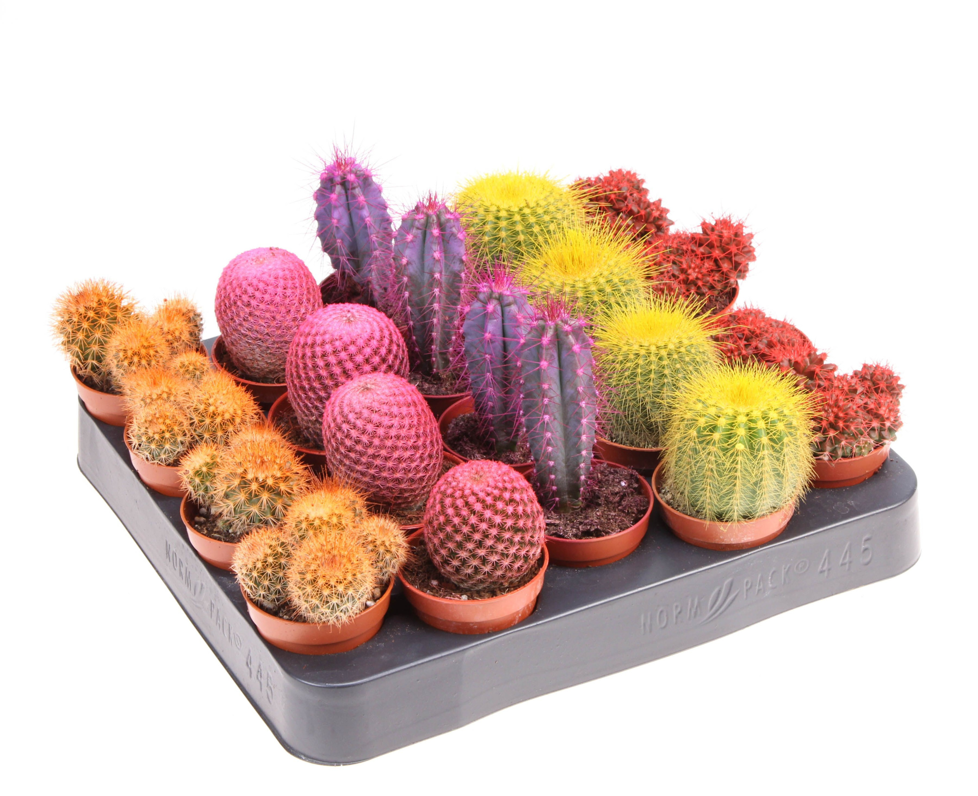 Rainbow cactus mix, D 5,5 cm