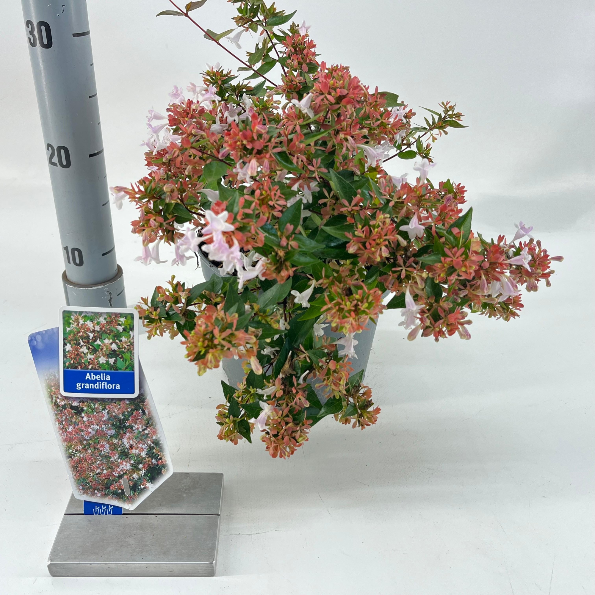 Abelia grandiflora, D 19 cm