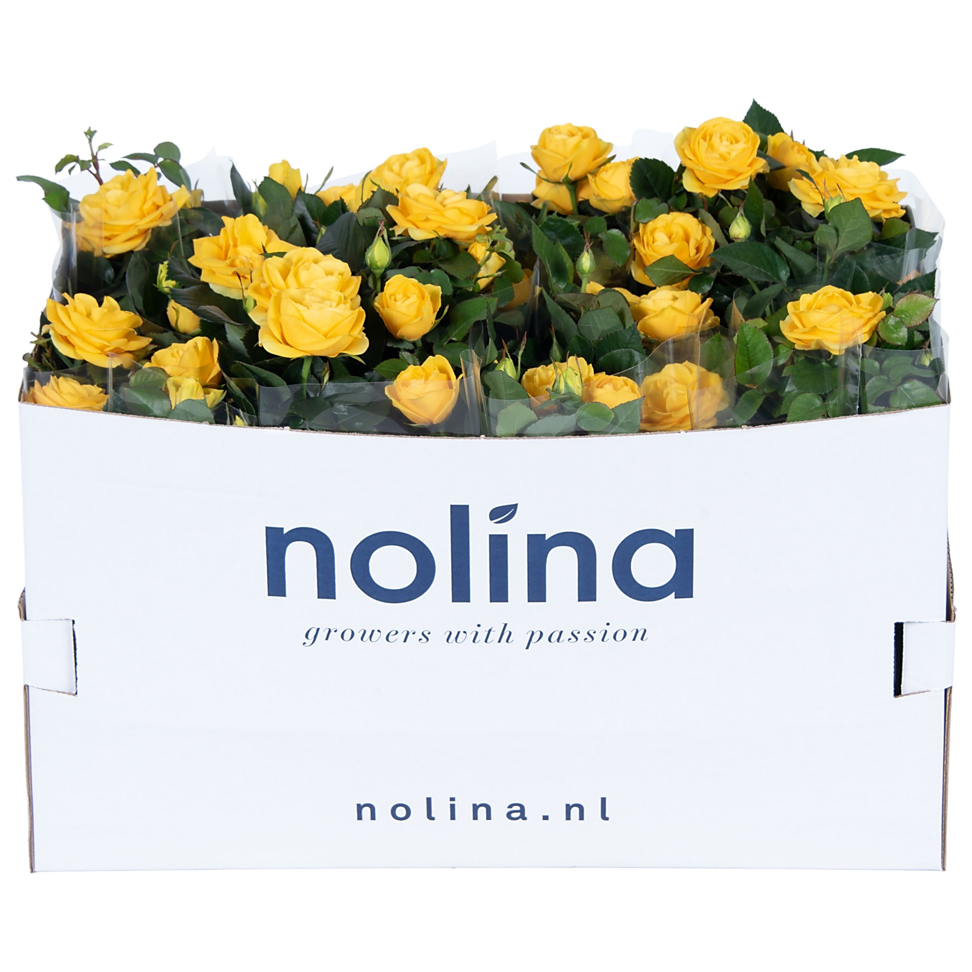 Nolina Roses Ø 13 cm Yellow in box st. 1-2, D 13