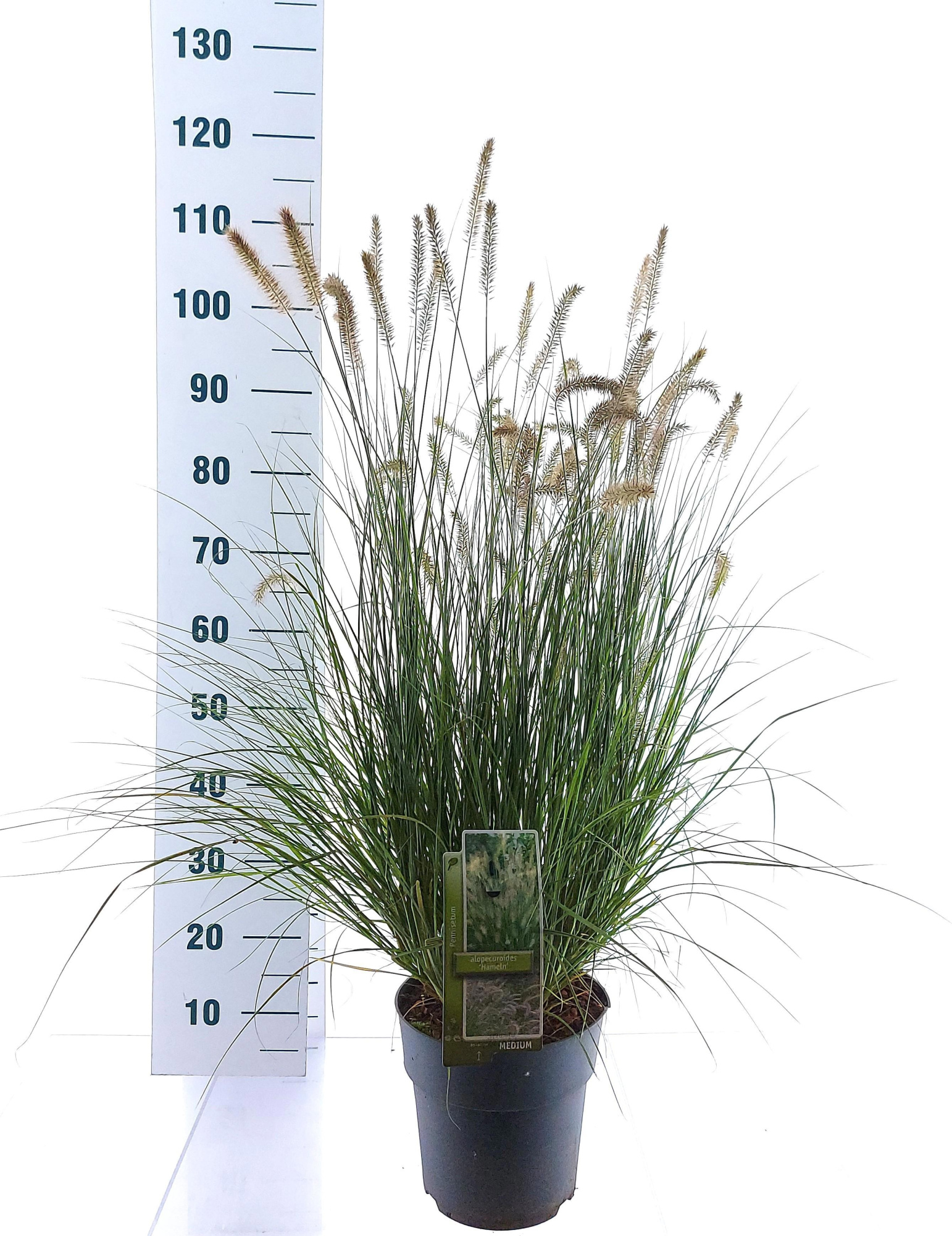Pennisetum alopecuroides 'Hameln', D 23 cm