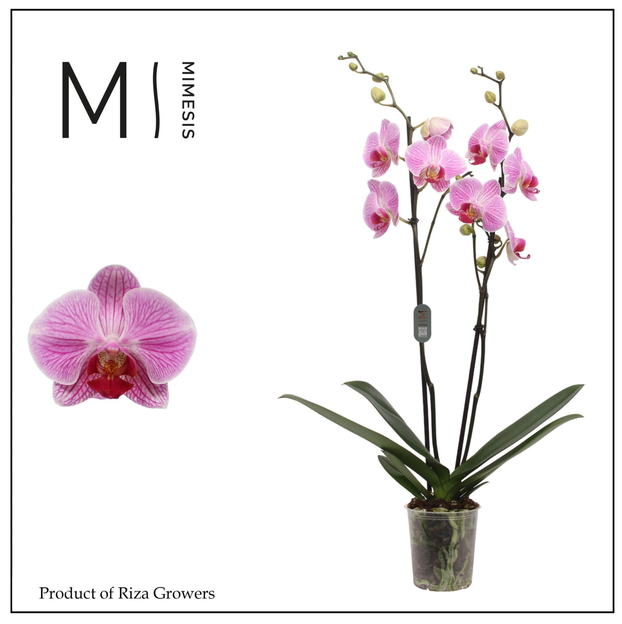 Phalaenopsis Cleveland 2 spike – 12cm | Mimesis, D 12 cm